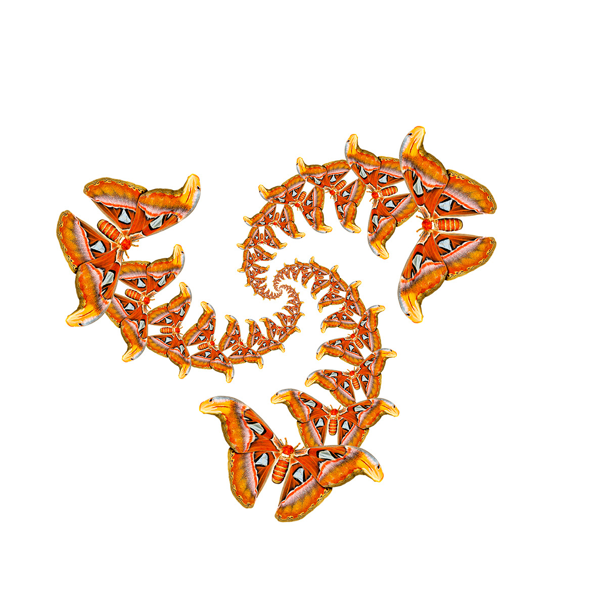 Butterflies Apotheosis 2 Red