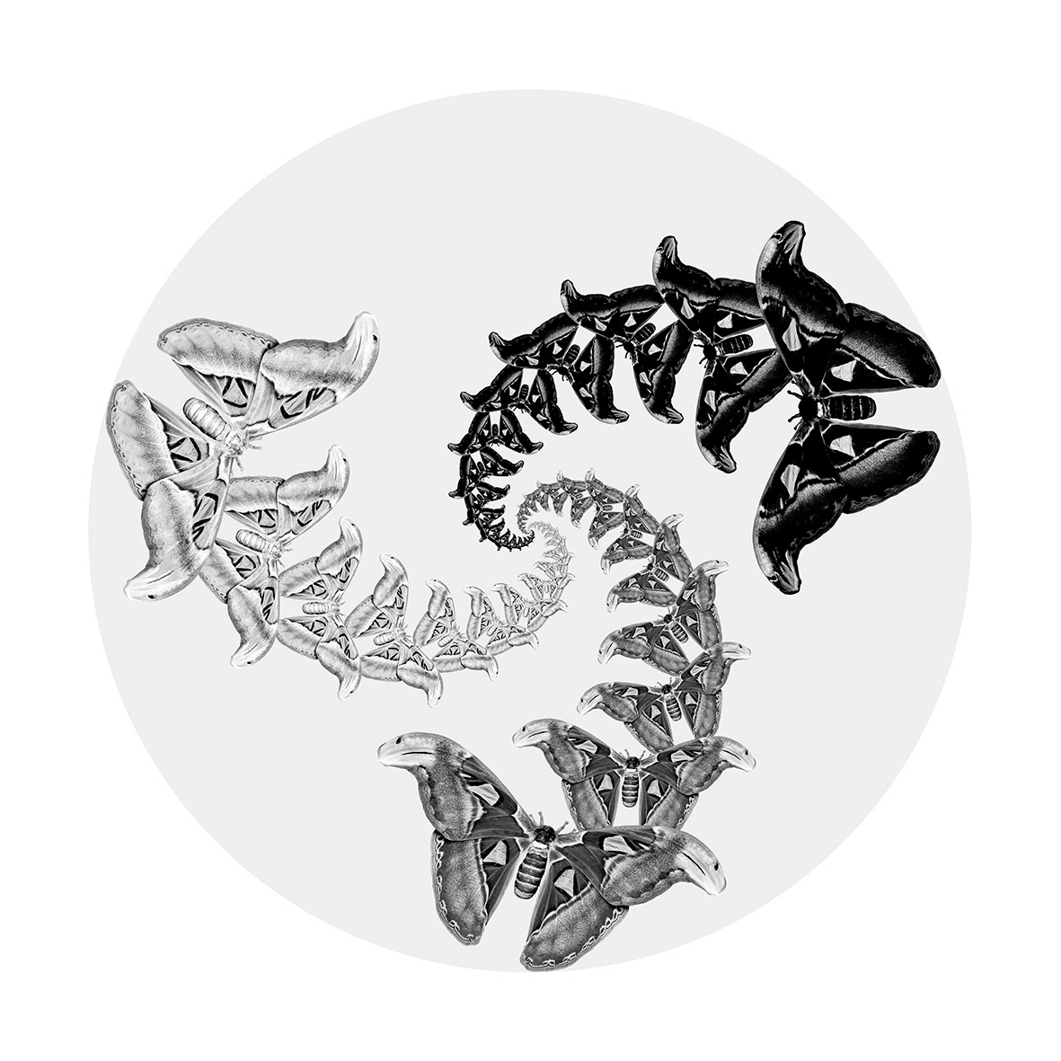 Butterflies Apotheosis 2Circle B/W