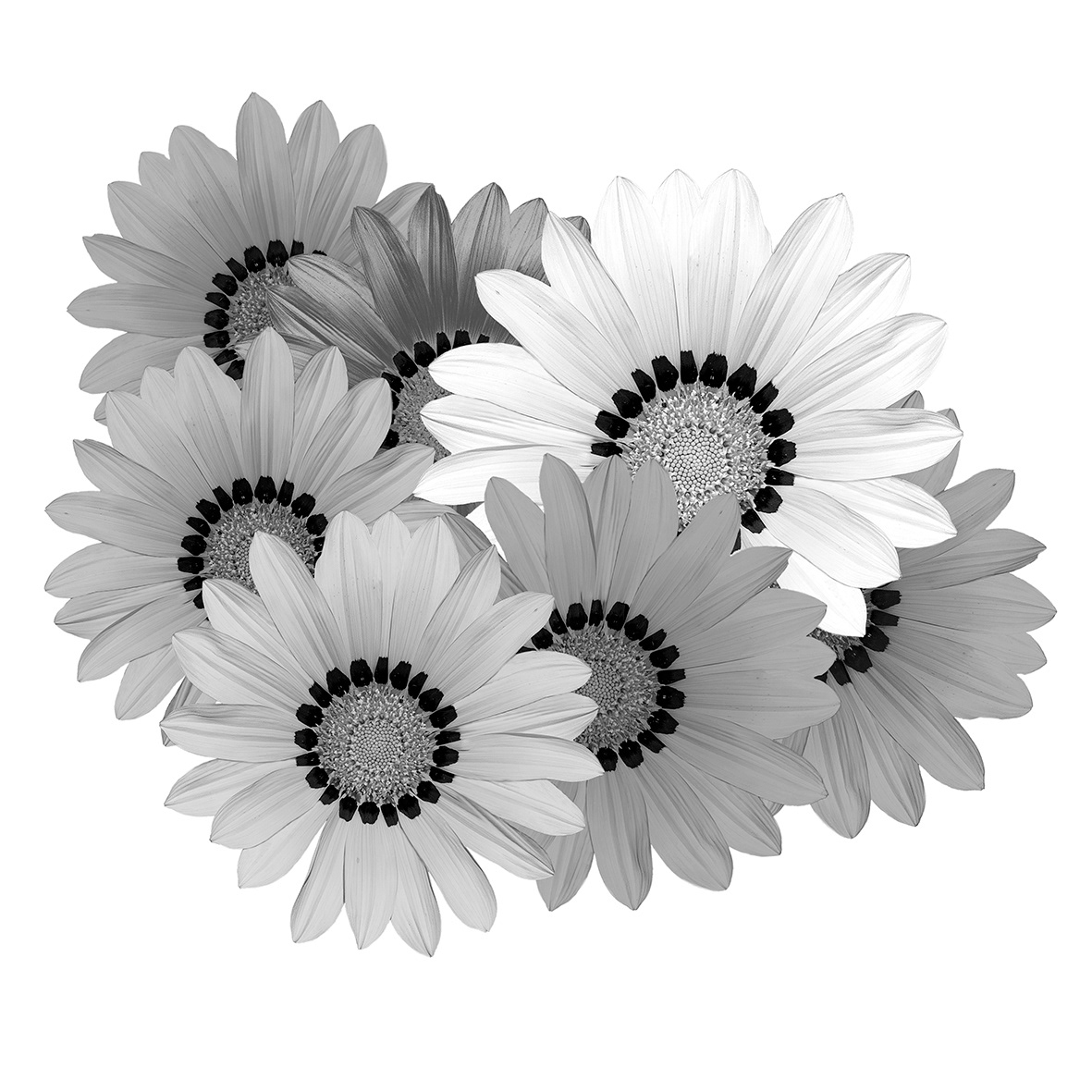 B/W Gerberas
