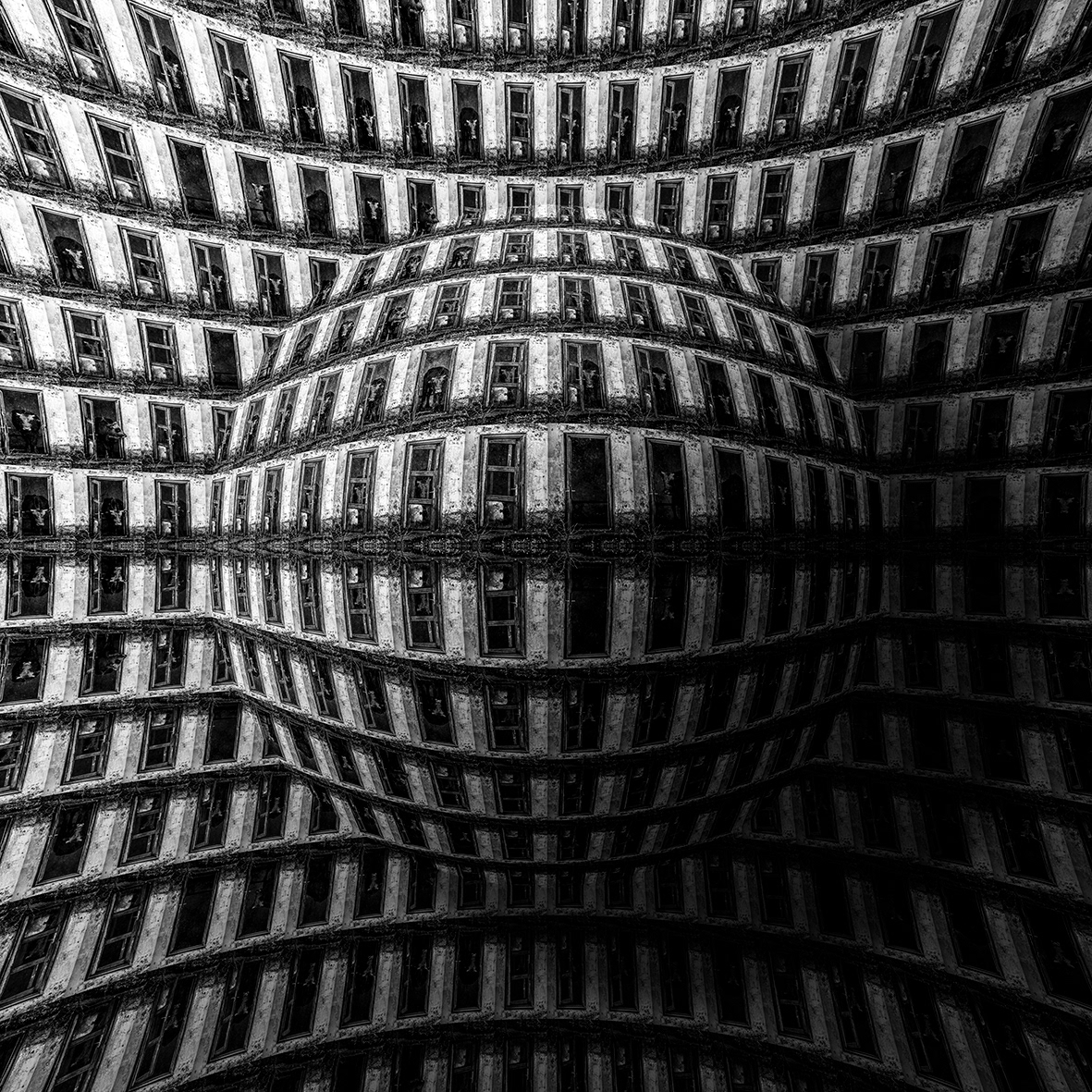Lockdown 11 Cows B/W
