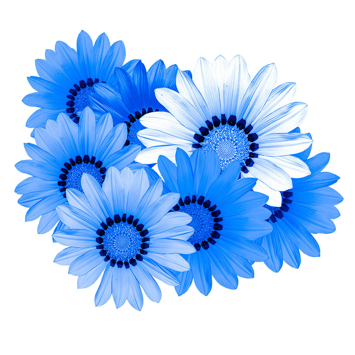 Blue Gerberas