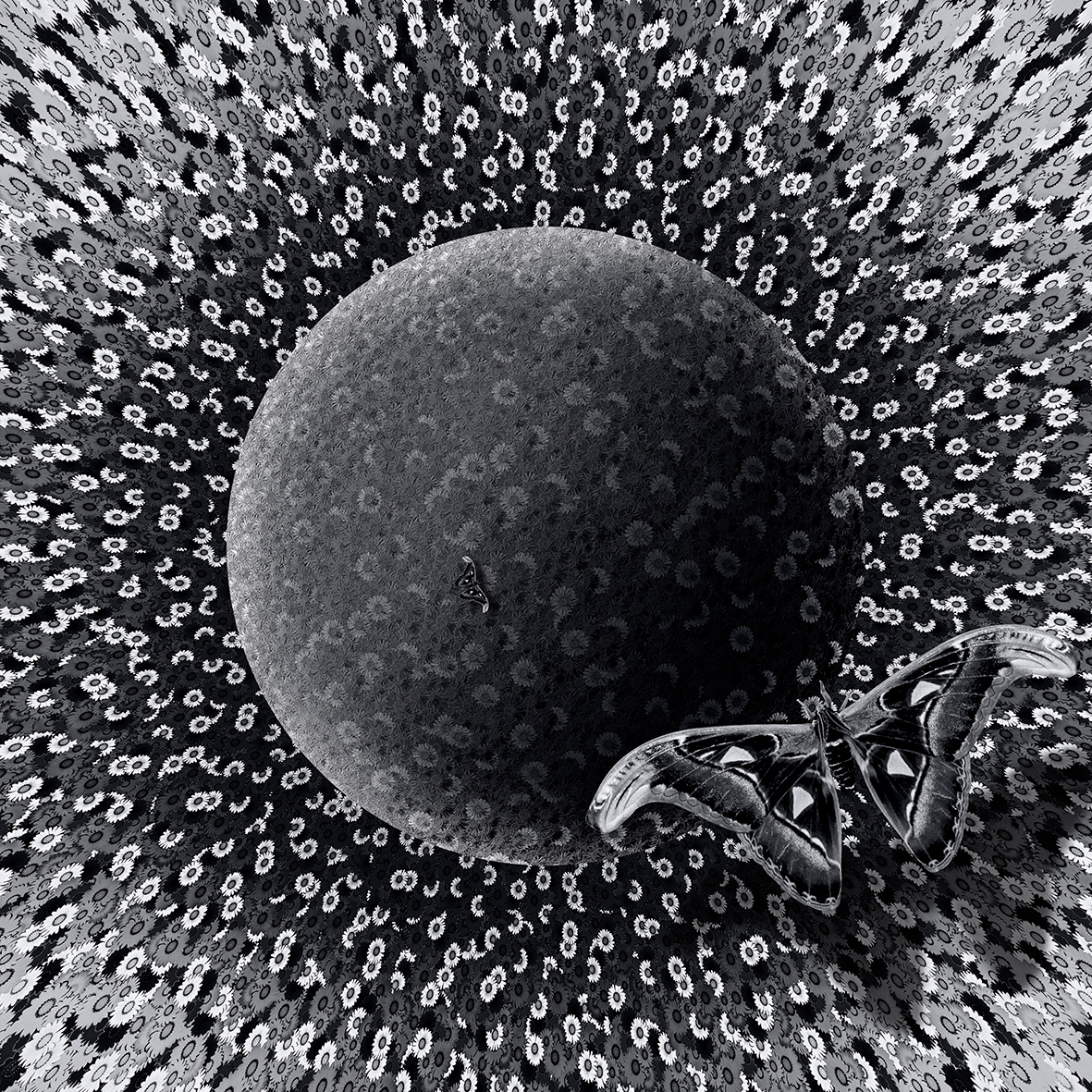 Gerberas Sphere B/W