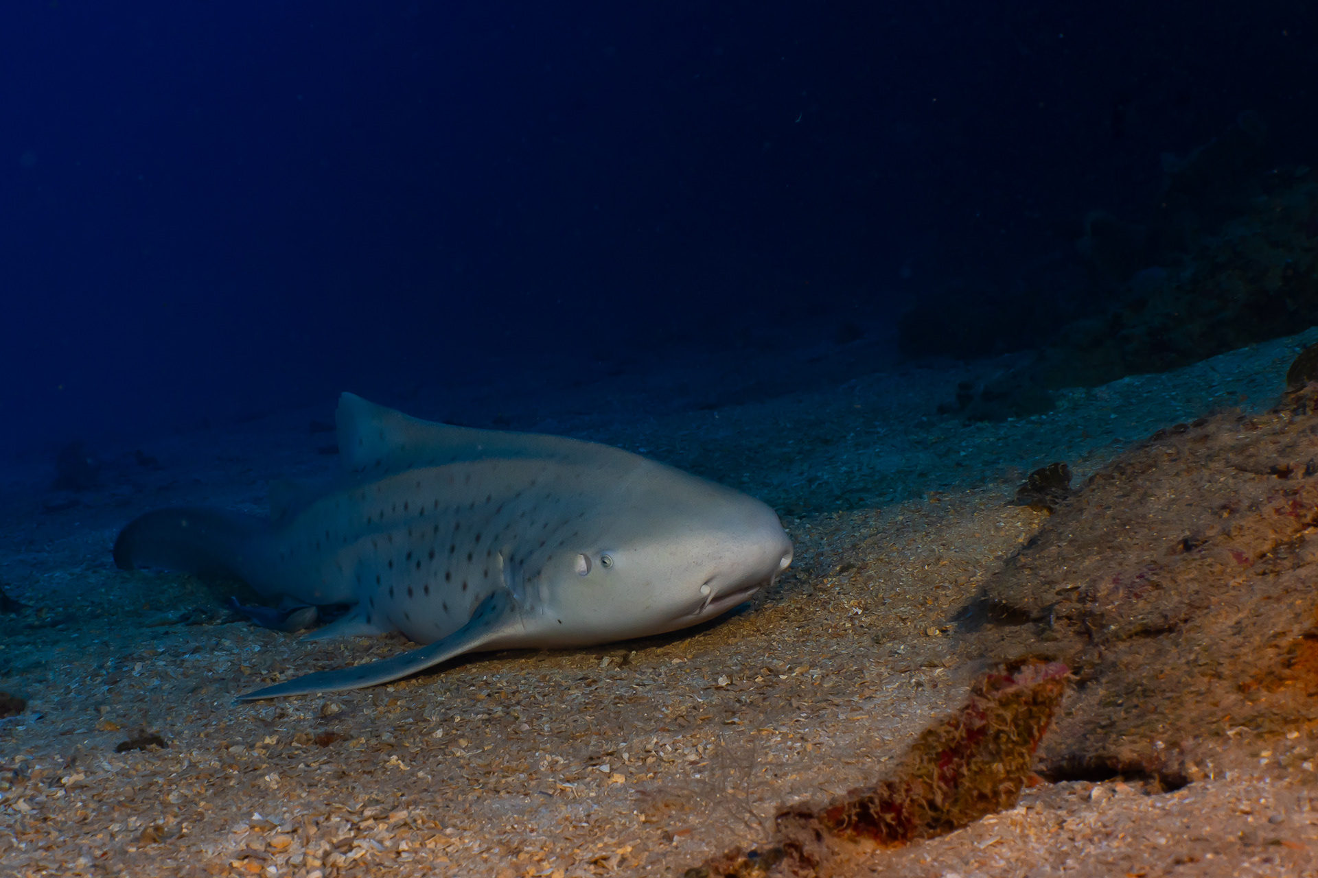 Zebra Shark hanging on the bottom.