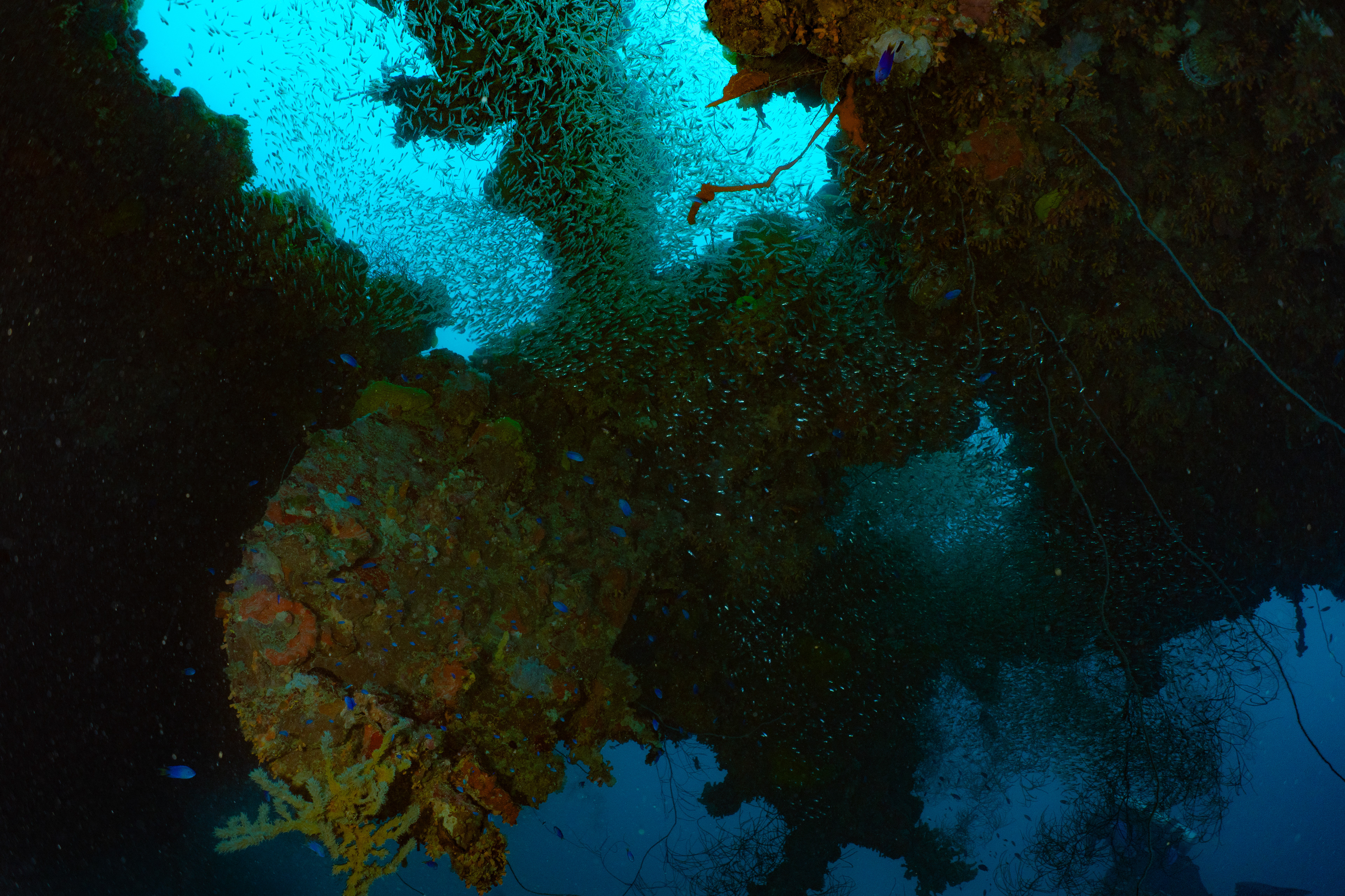 Single screw from the bottom, note schools of fish.