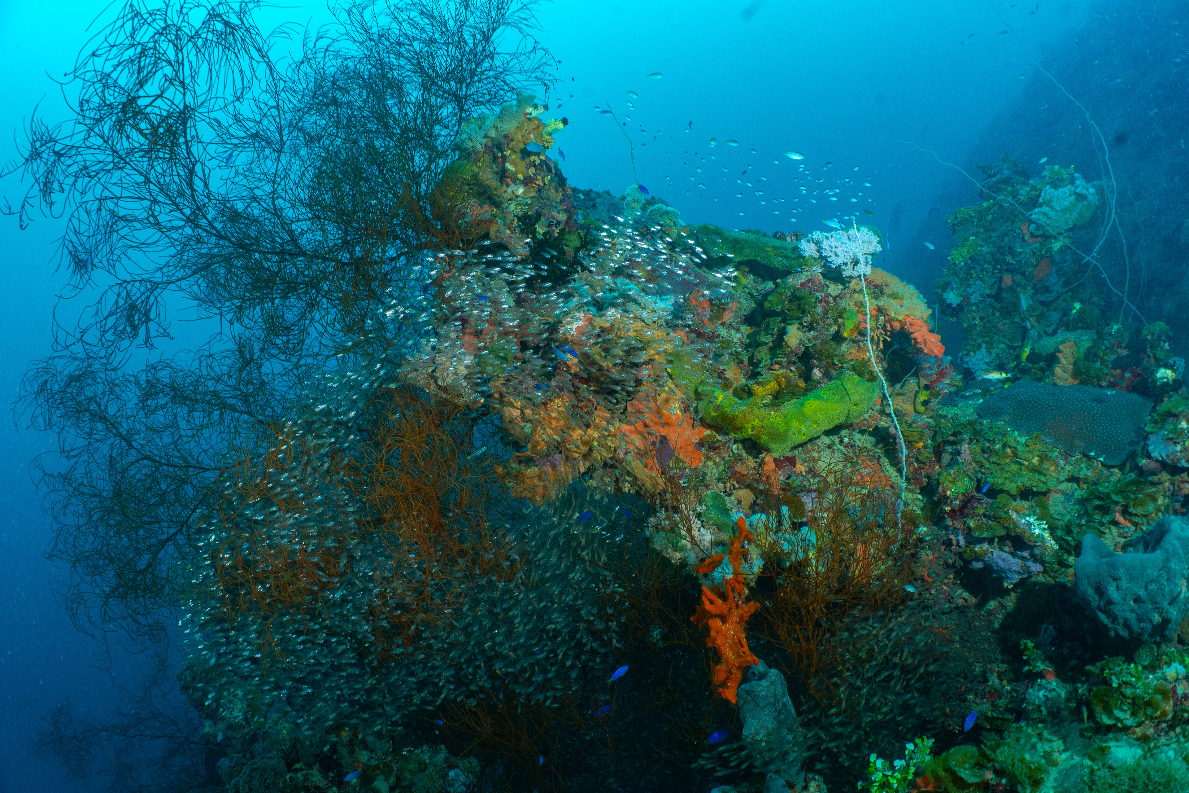 Prop, from the top. Almost unrecognizable as a prop due to growth.