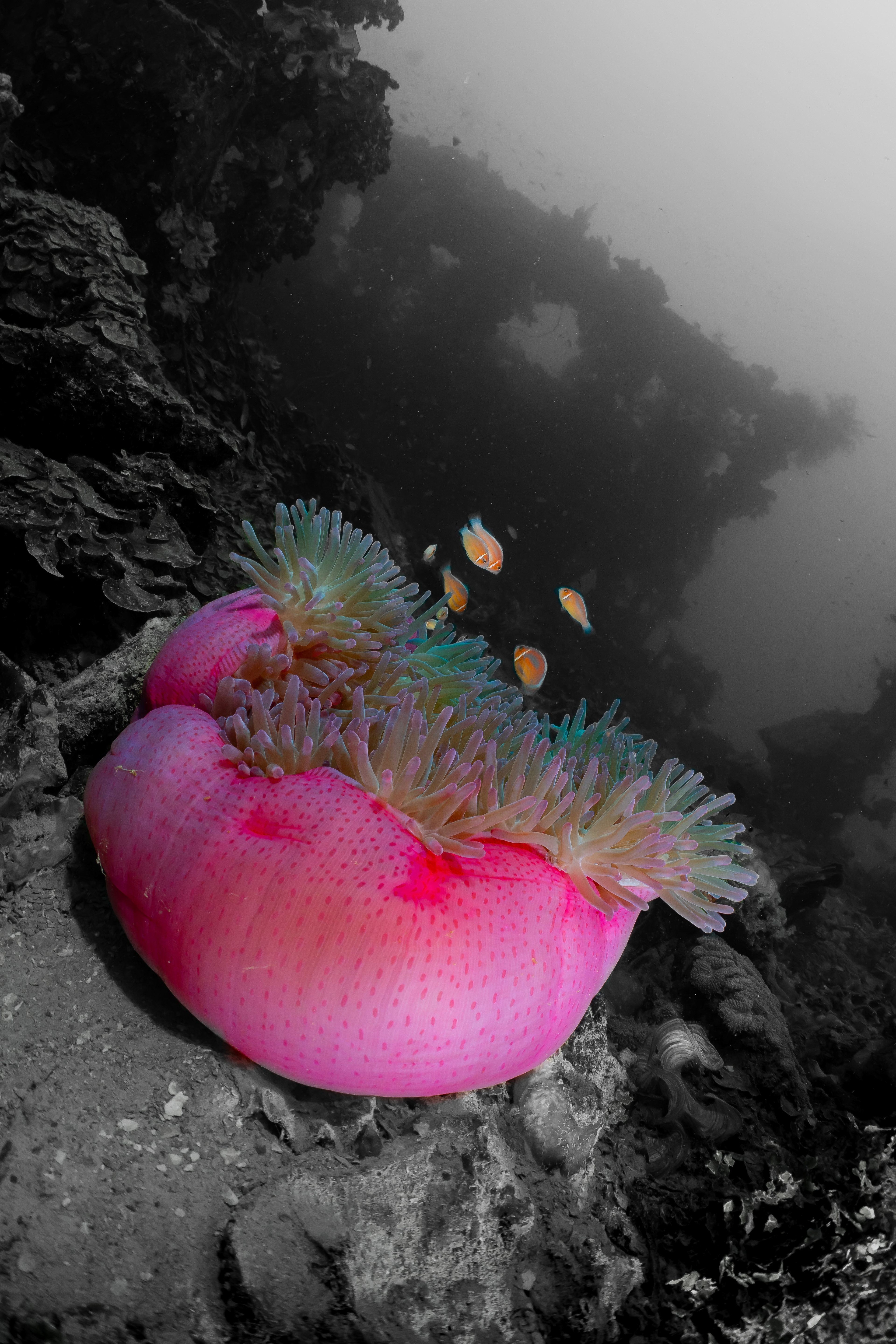 Huge amount of life in the wreck.