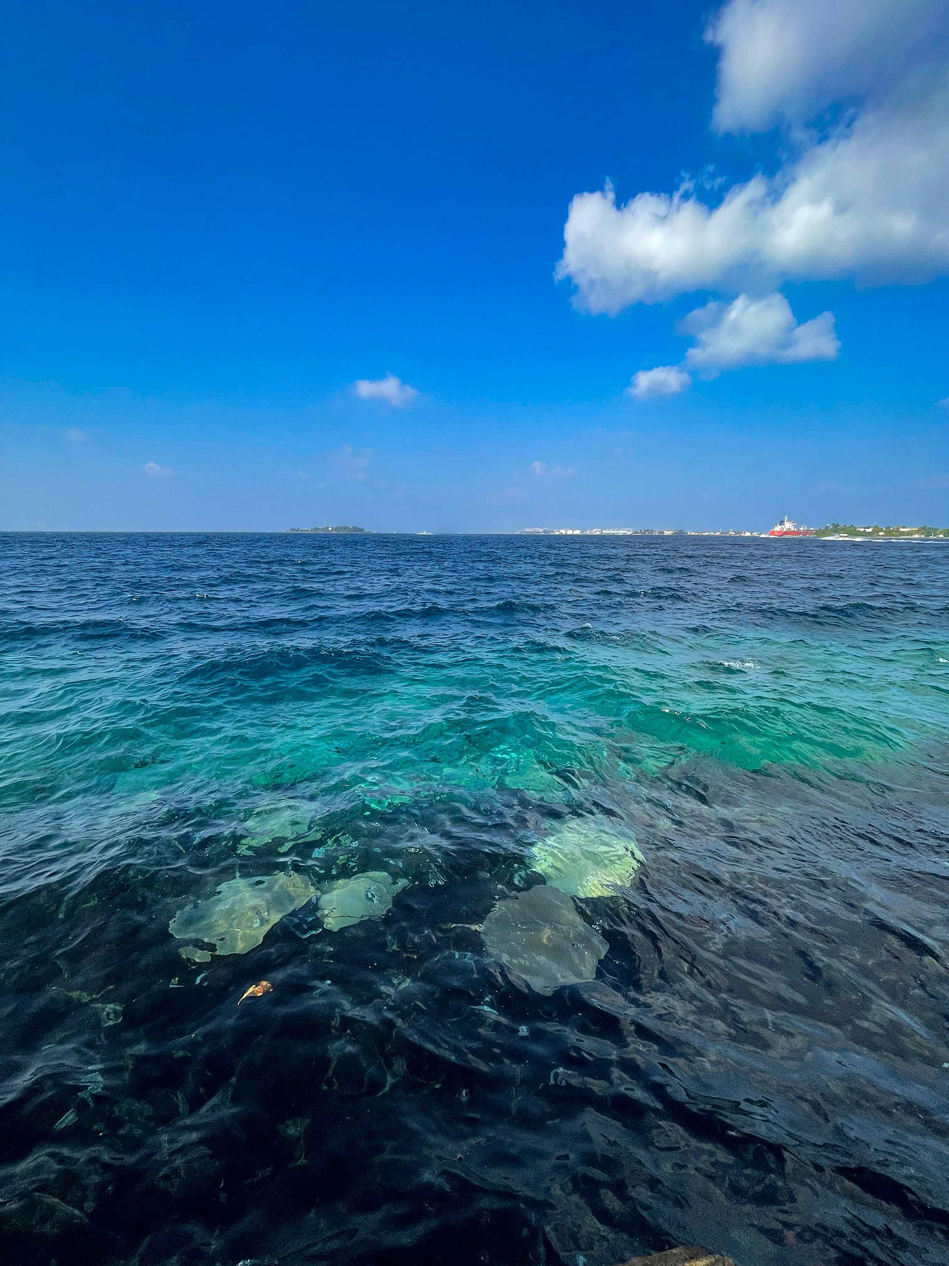 Rays hanging out near trading harbor looking for hand-outs.