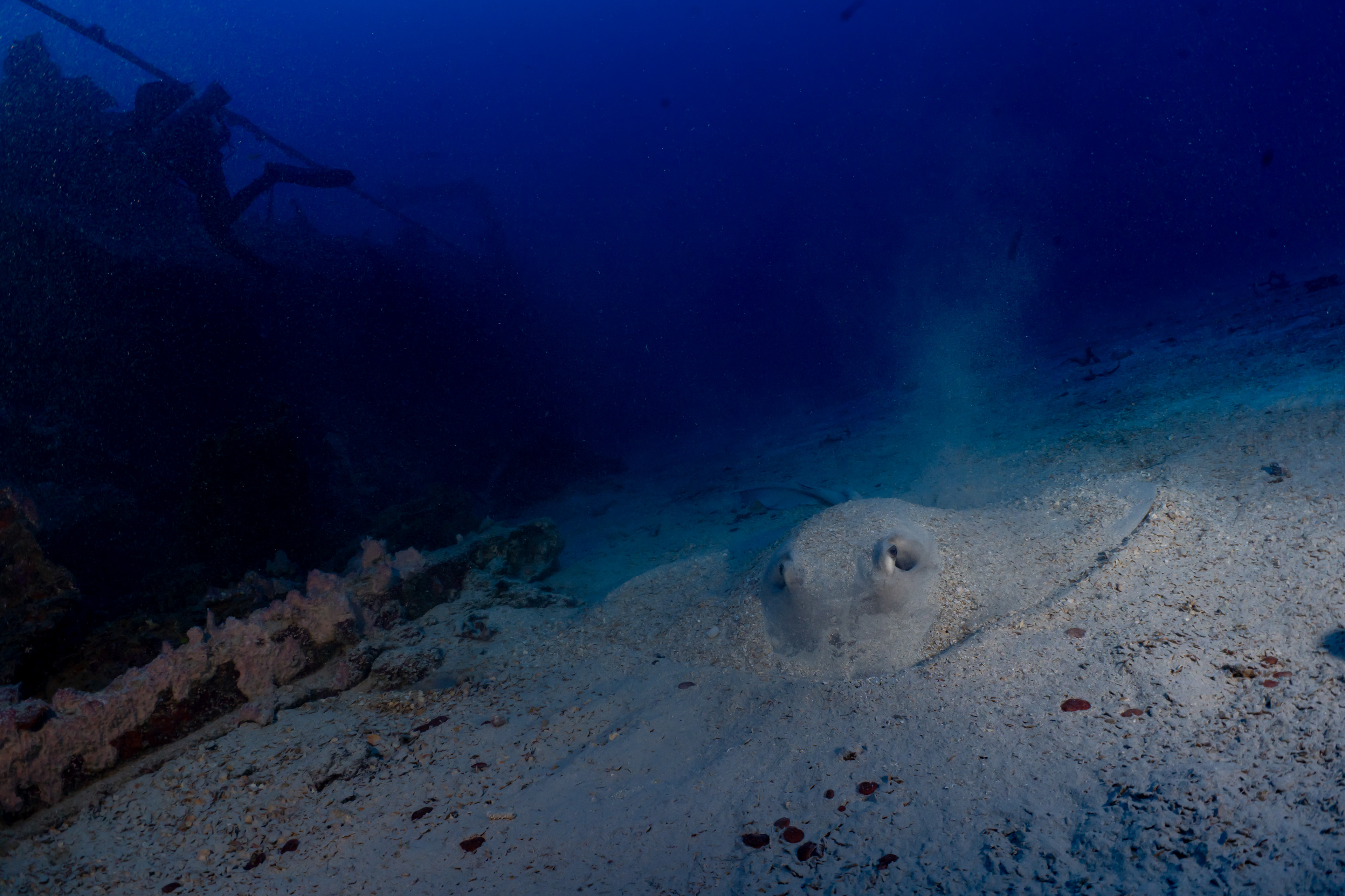 A large sting ray at 201' in the sand.