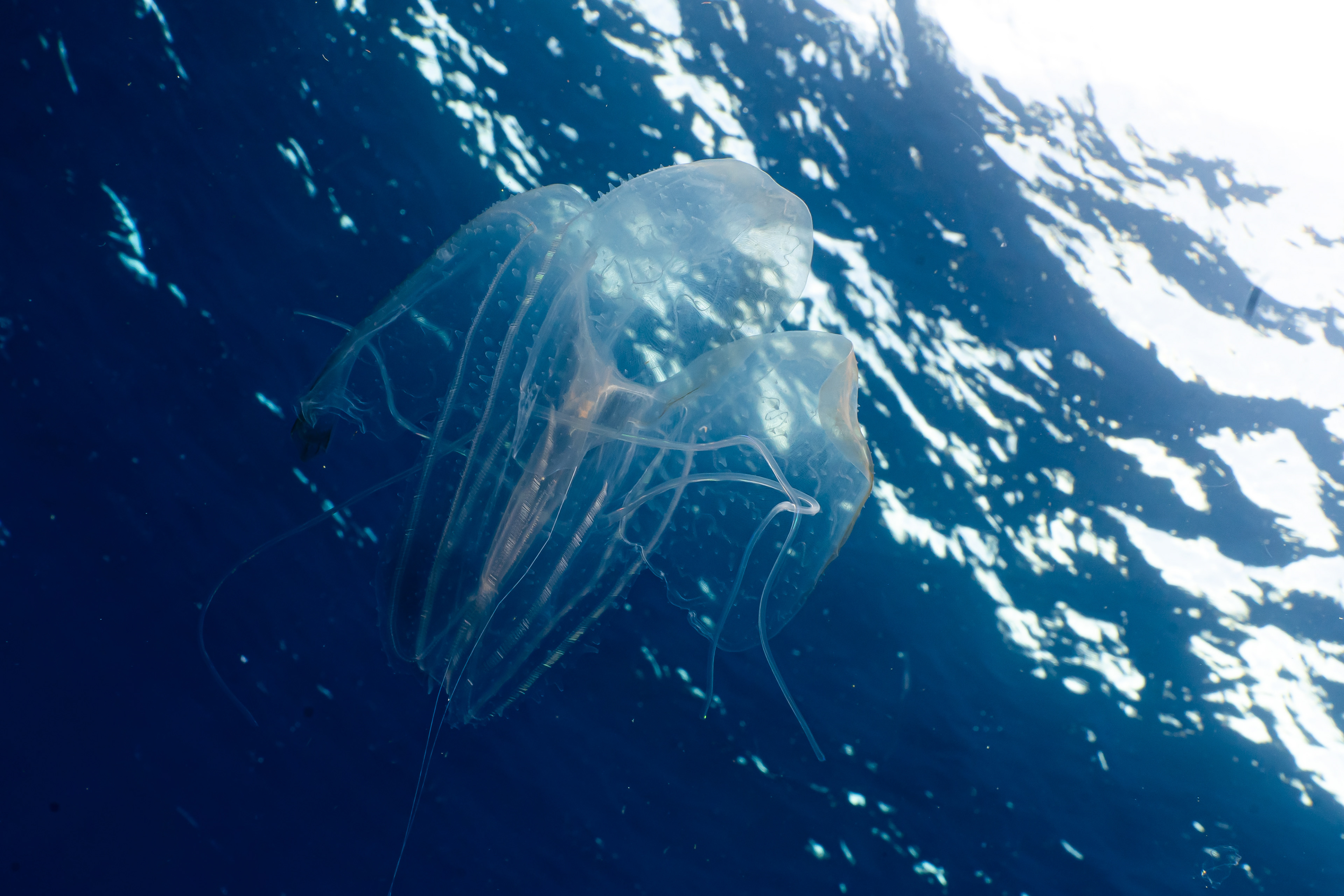 Trying some photos of the small translucent animals while on deco. 
