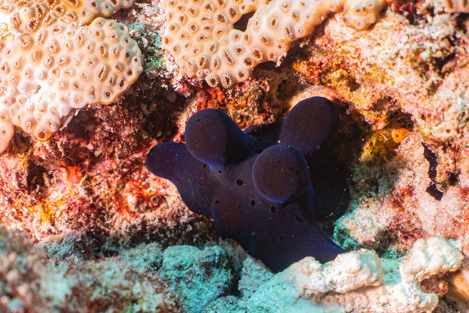 Maldives Sponge Nudi