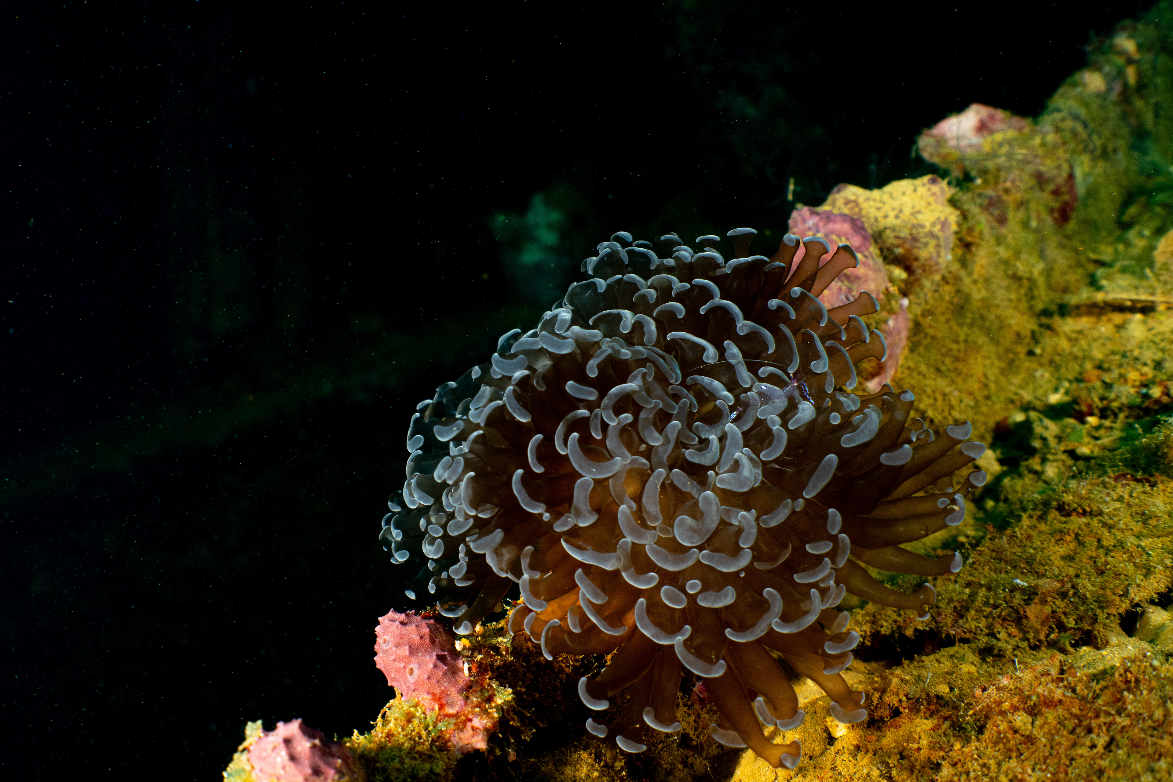 Lots of life on the wrecks, this anemone provides a home for a small ghost shrimp. 