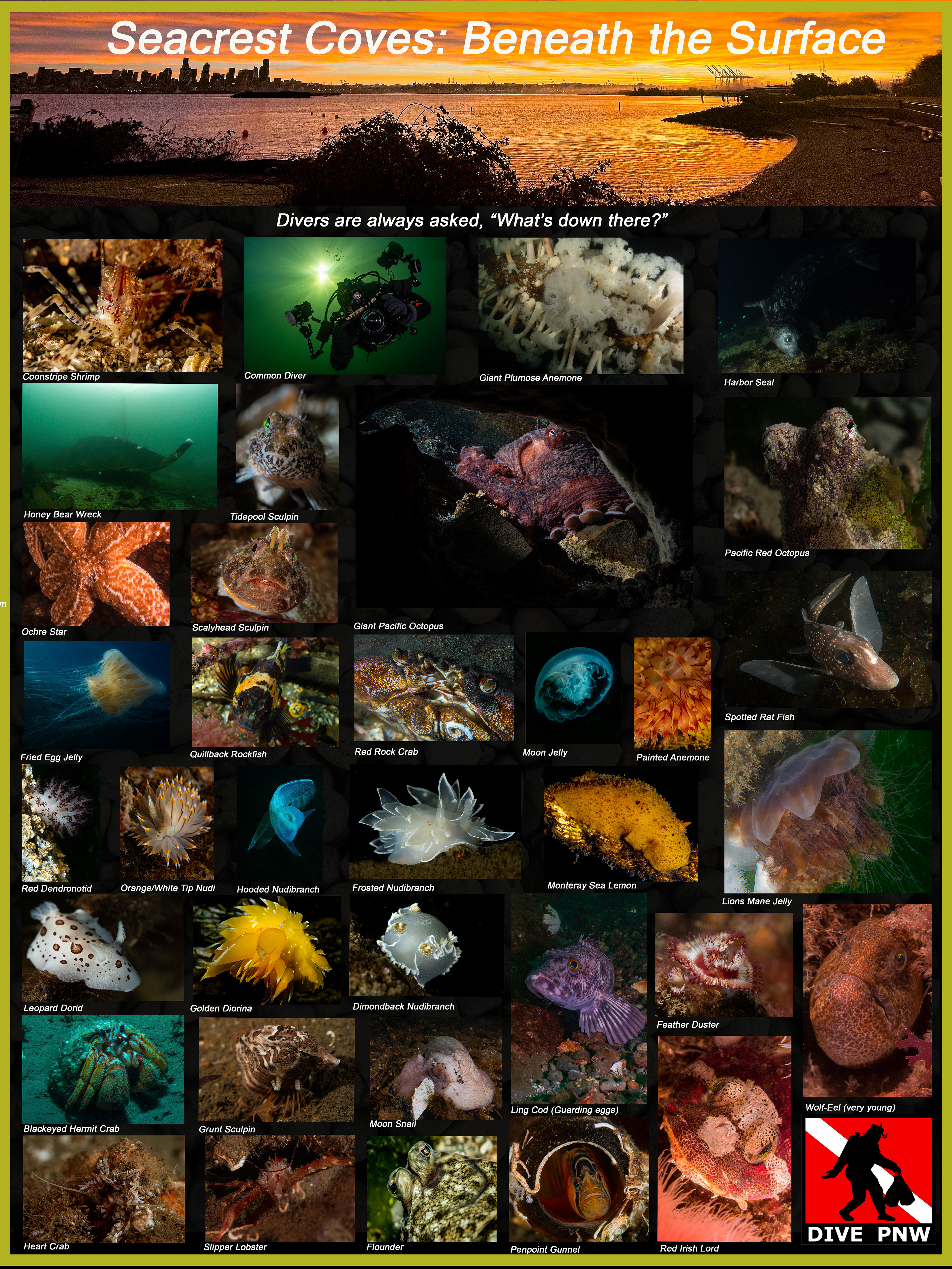 Cove 2 Critter Collection Poster