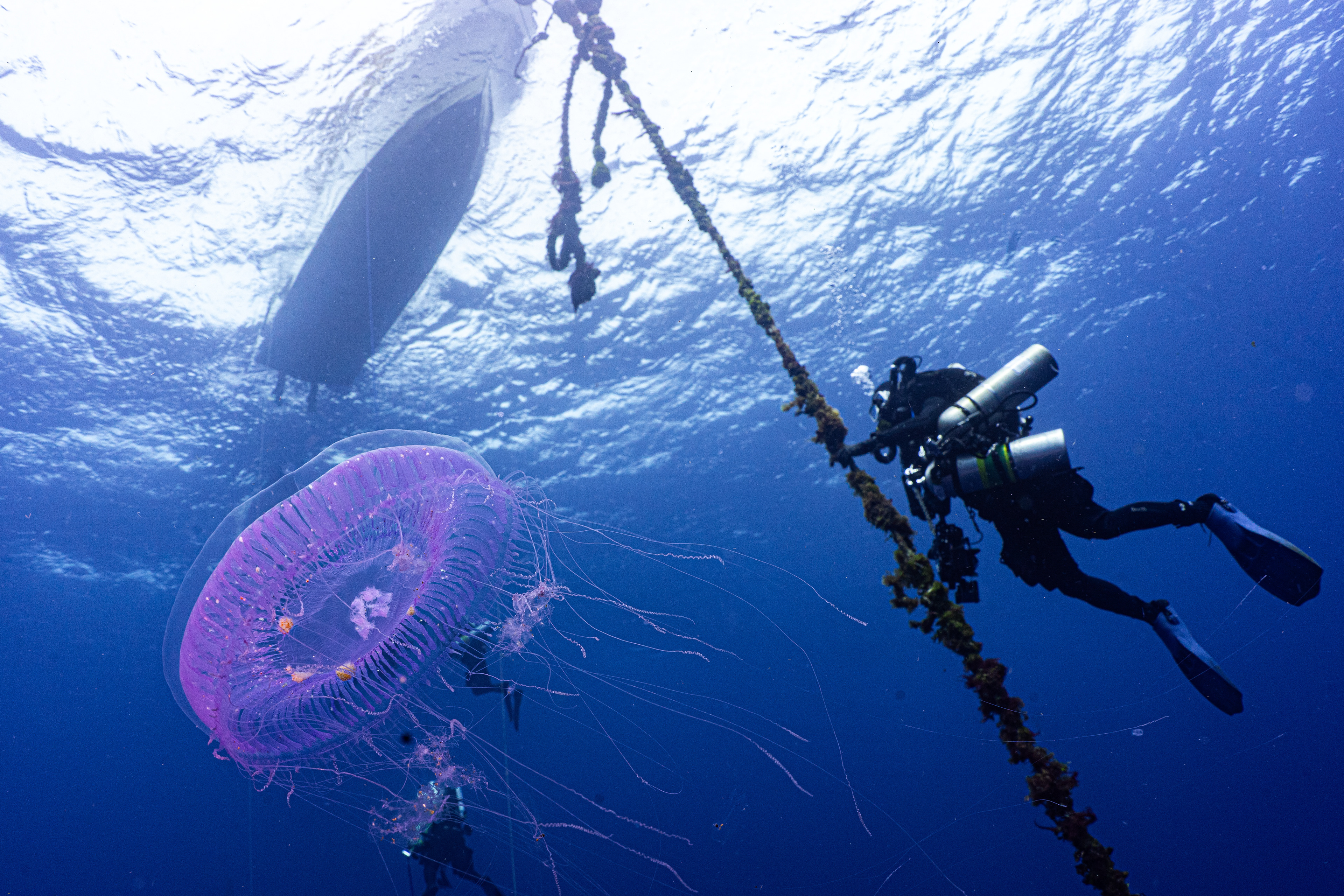 Not the culprit, but most of us were dealing with very small jelly fish stings on deco.