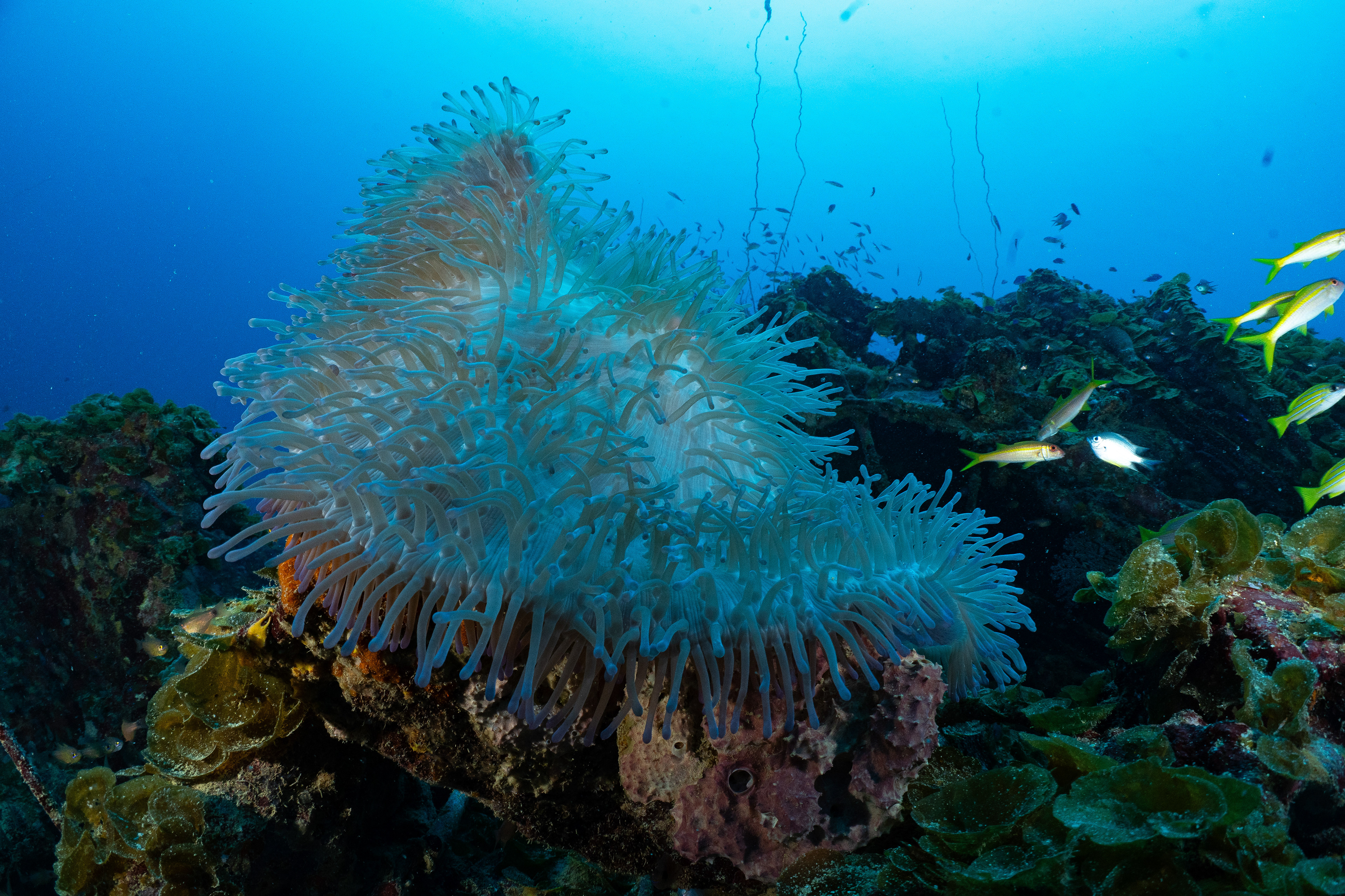 There's still a lot of life on the wreck.
