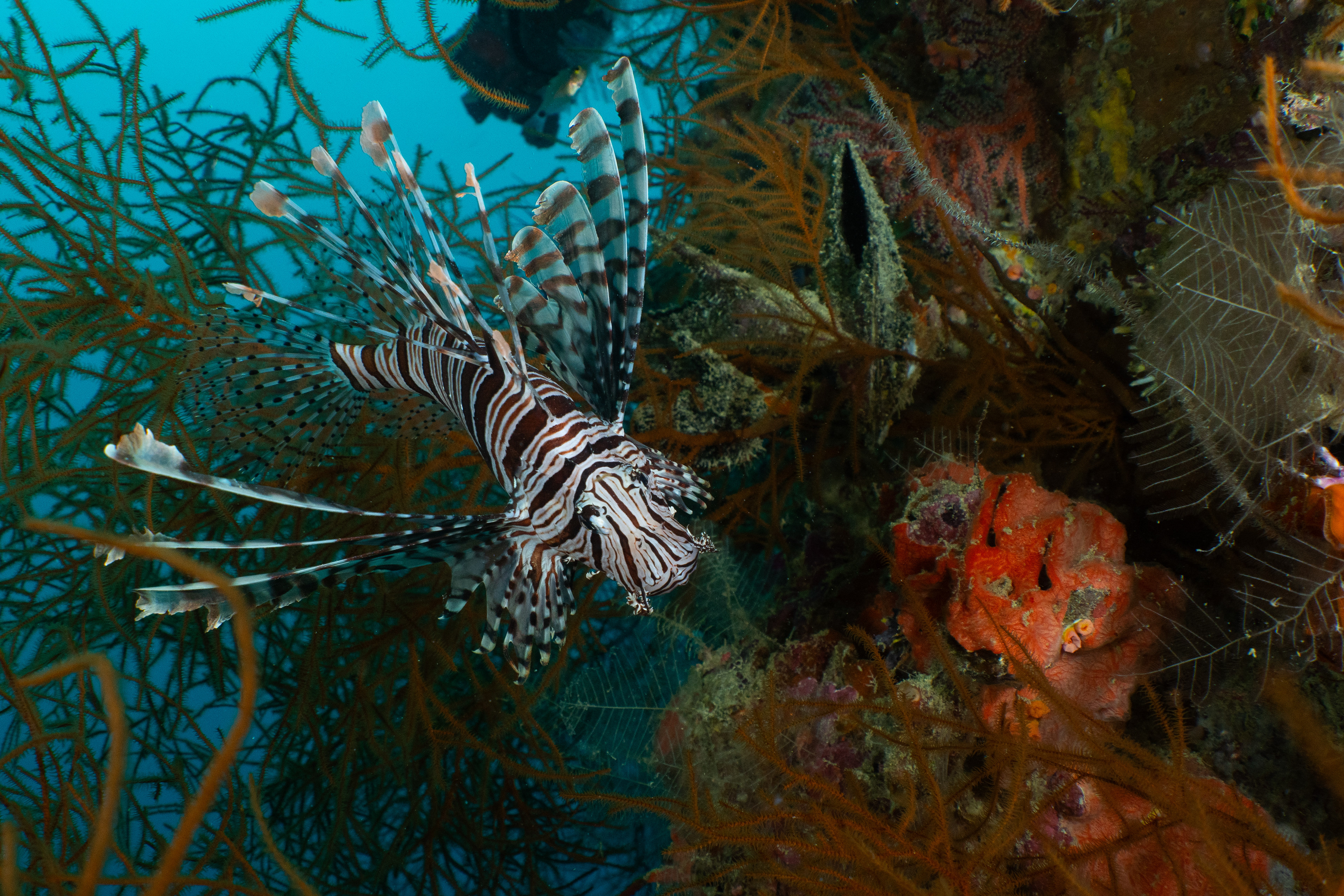 One of two or three lion fish we encountered. Here, they are native as opposed to the south Florida species.