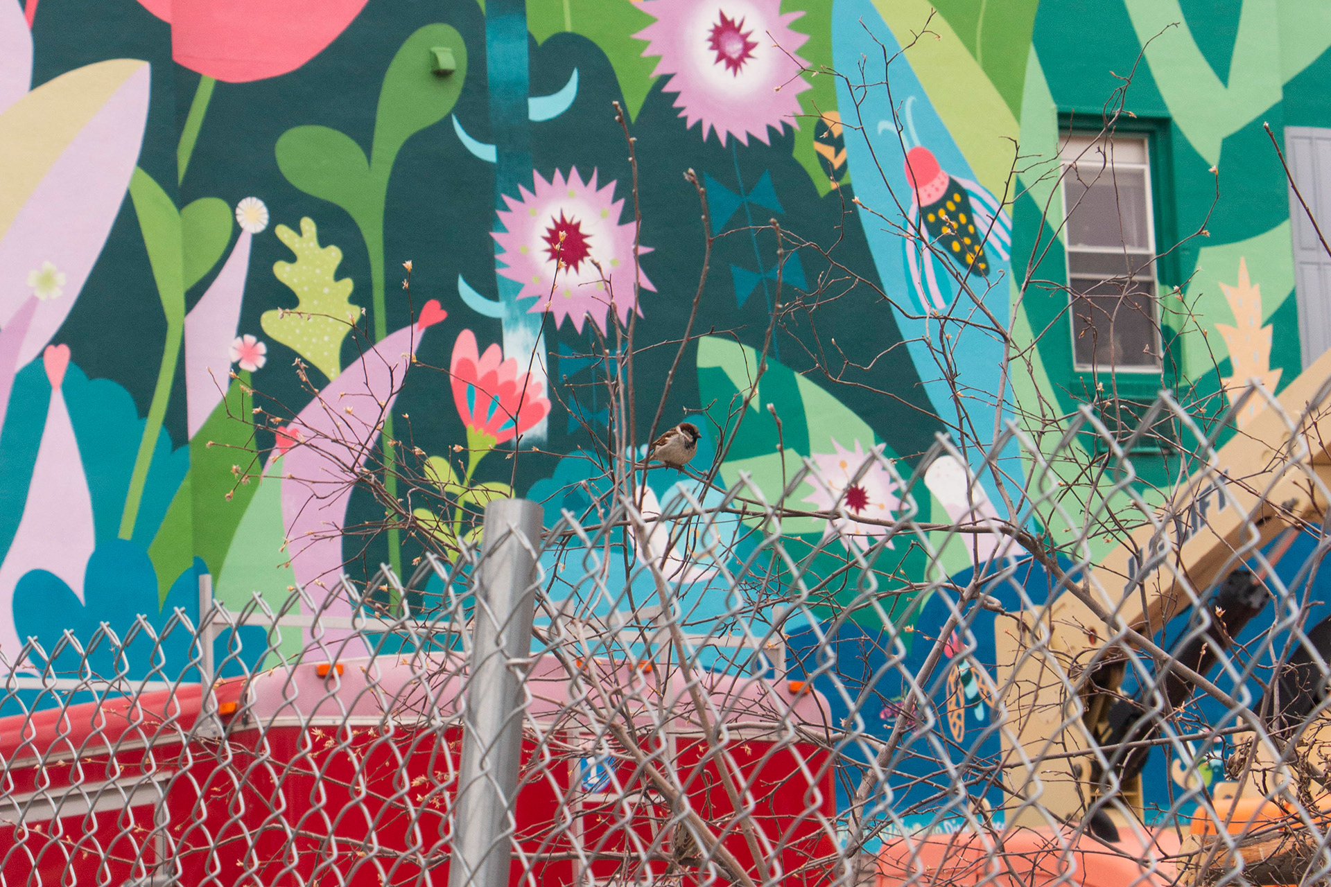 Bird rests on the fence in front a construction site on March 24, 2024, Downtown Iowa City, IA.