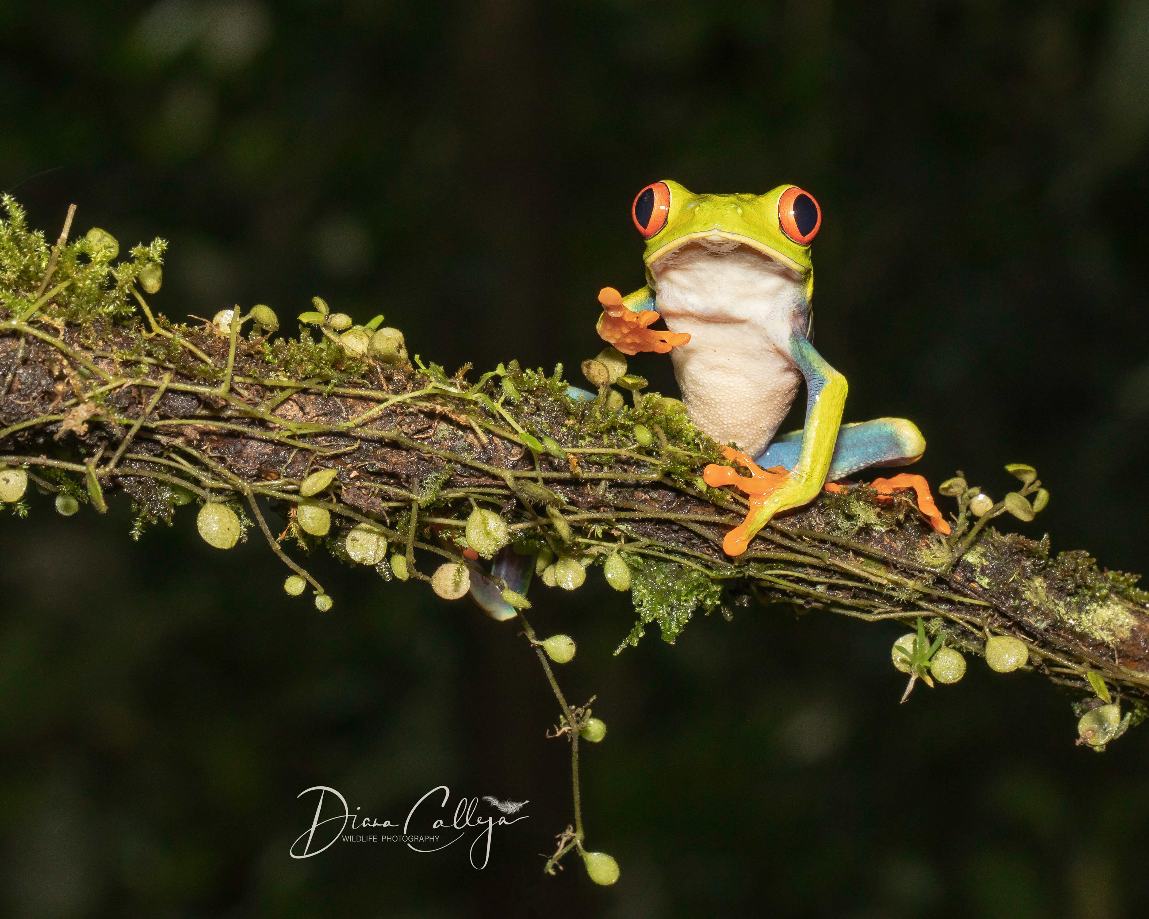Red eyed tree frog