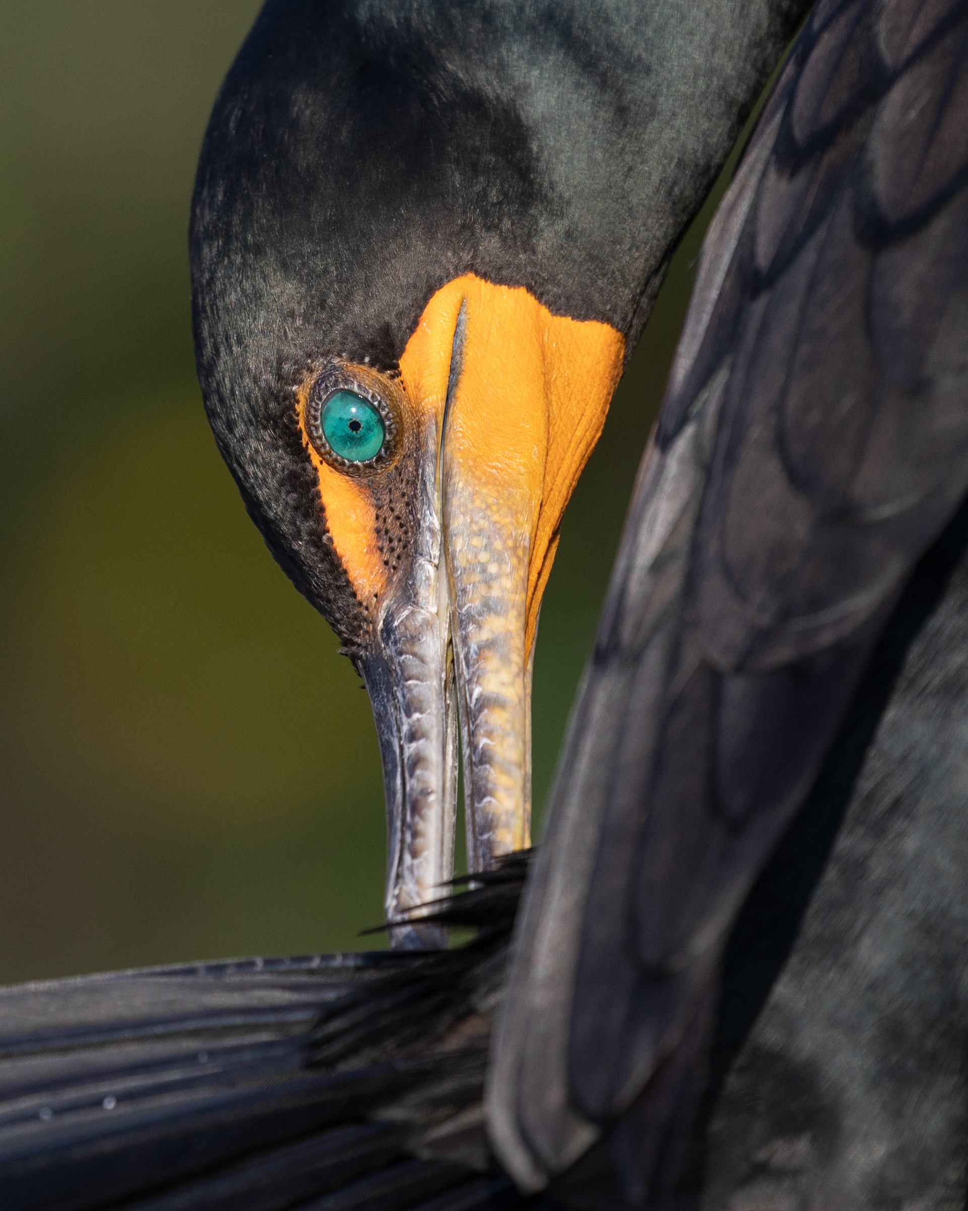 Cormorant preening