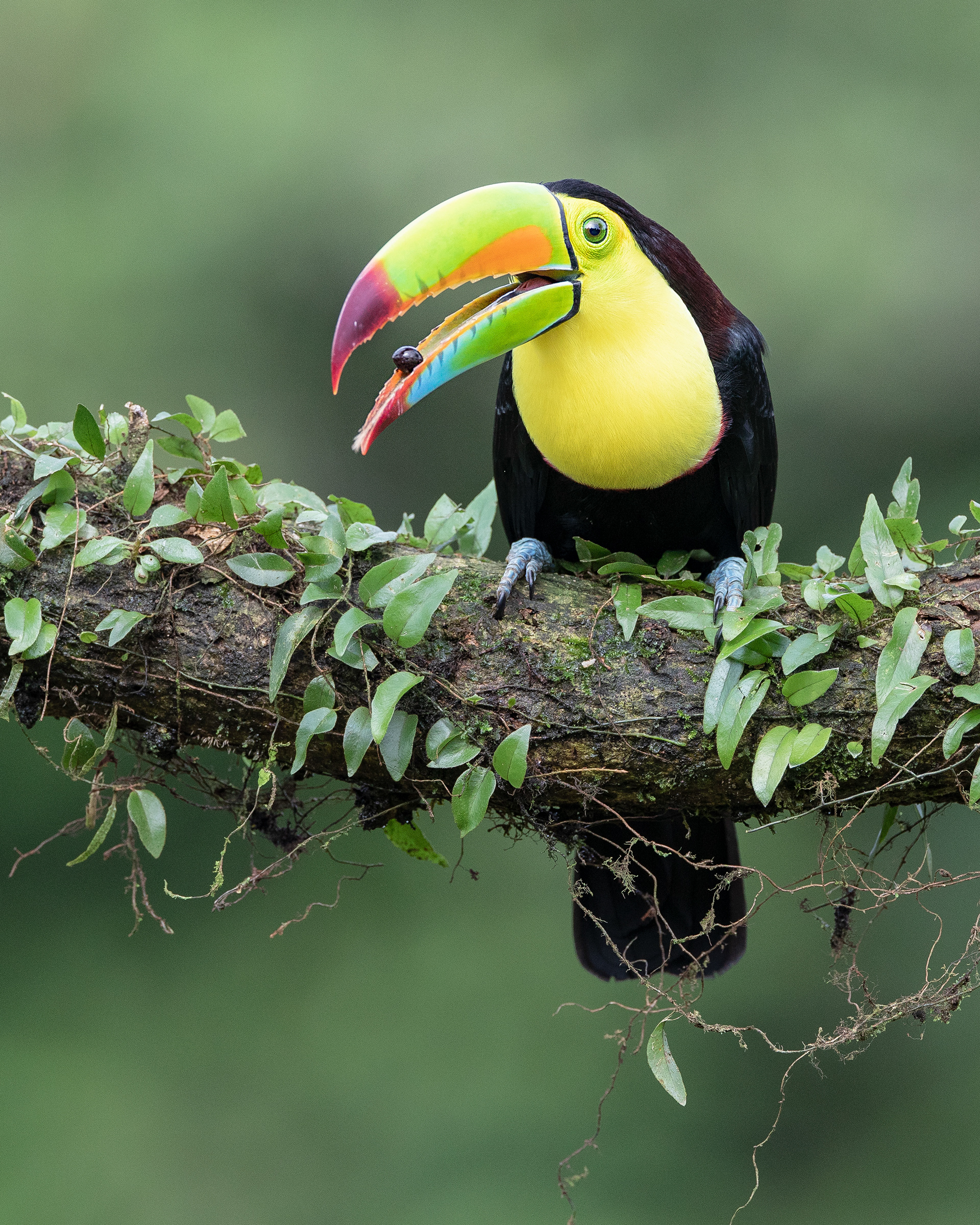 Keel-billed toucan