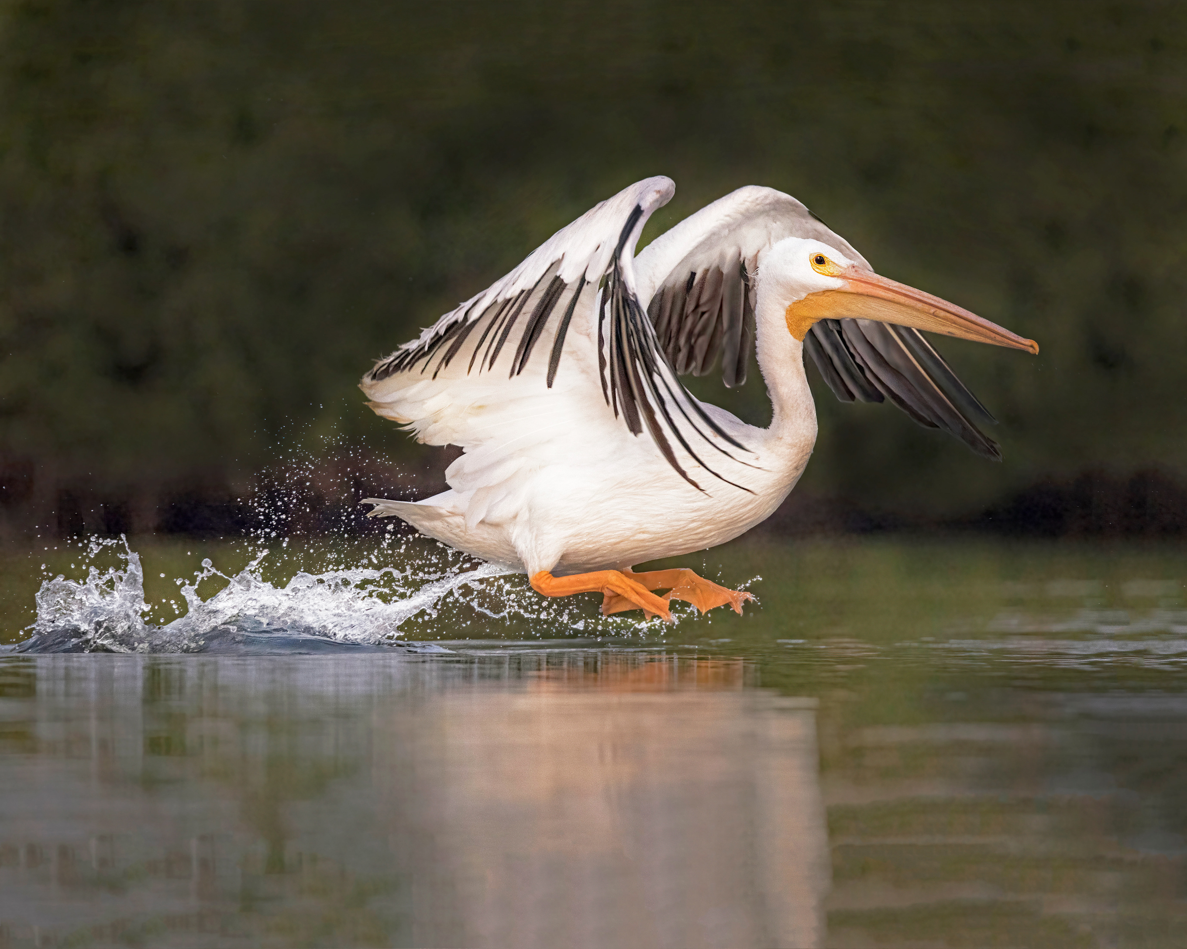 White Pelican taking off