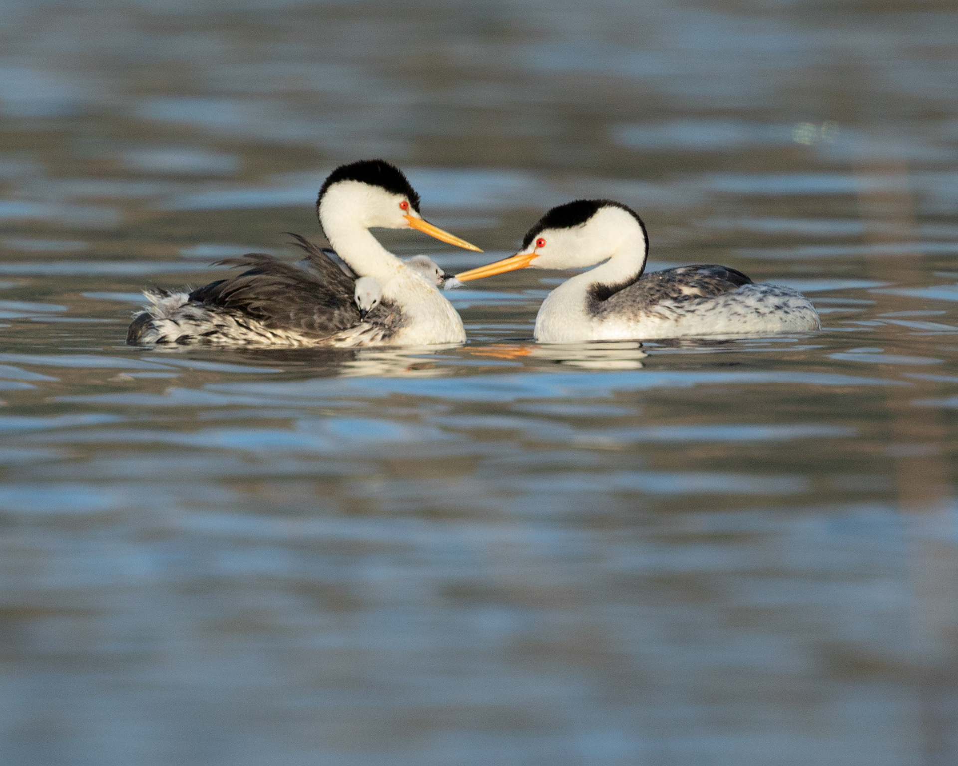Feeding feathers to the young for their diet