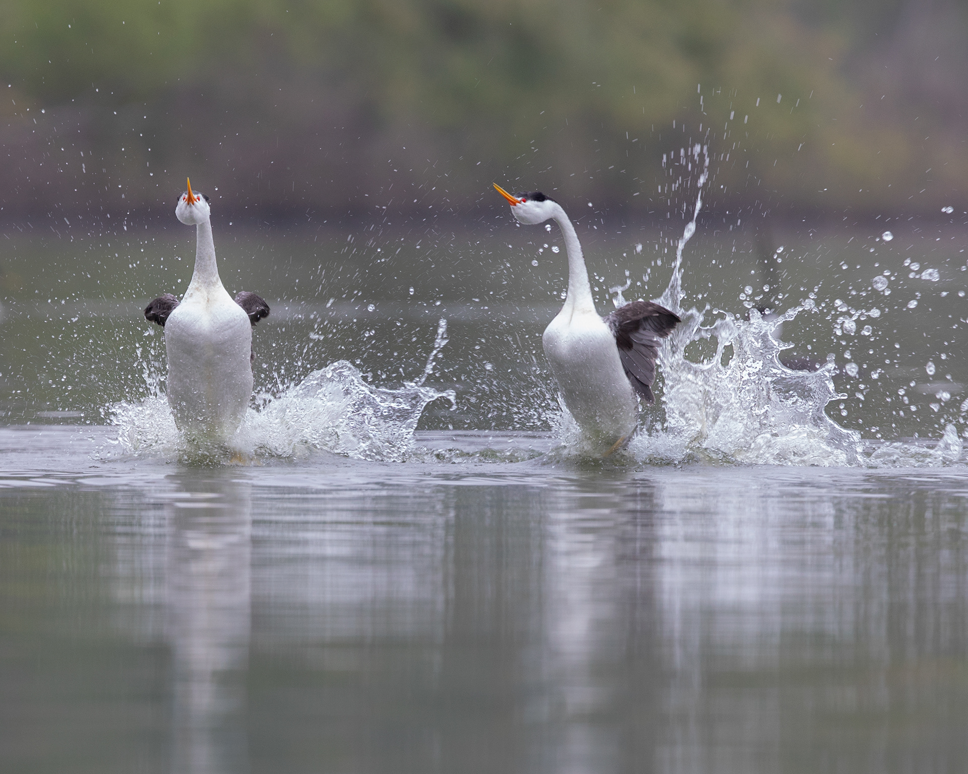 Grebes rushing, a mating ritual