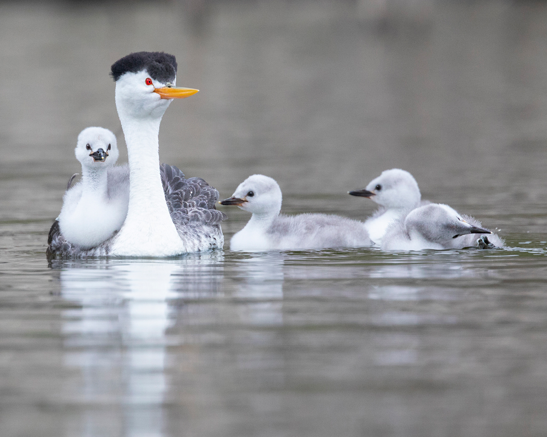 Grebe with chicks