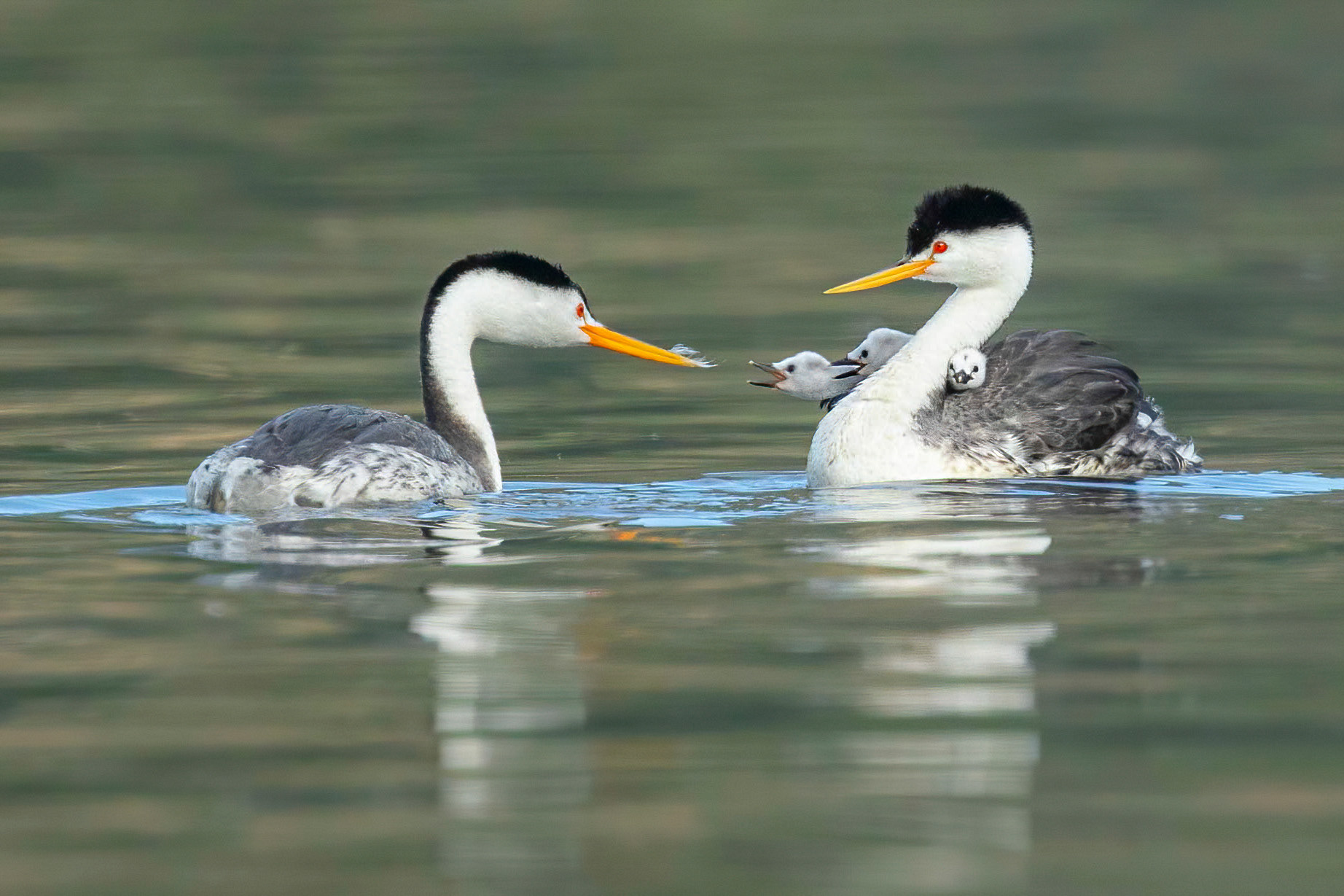 Feeding time for the grebes