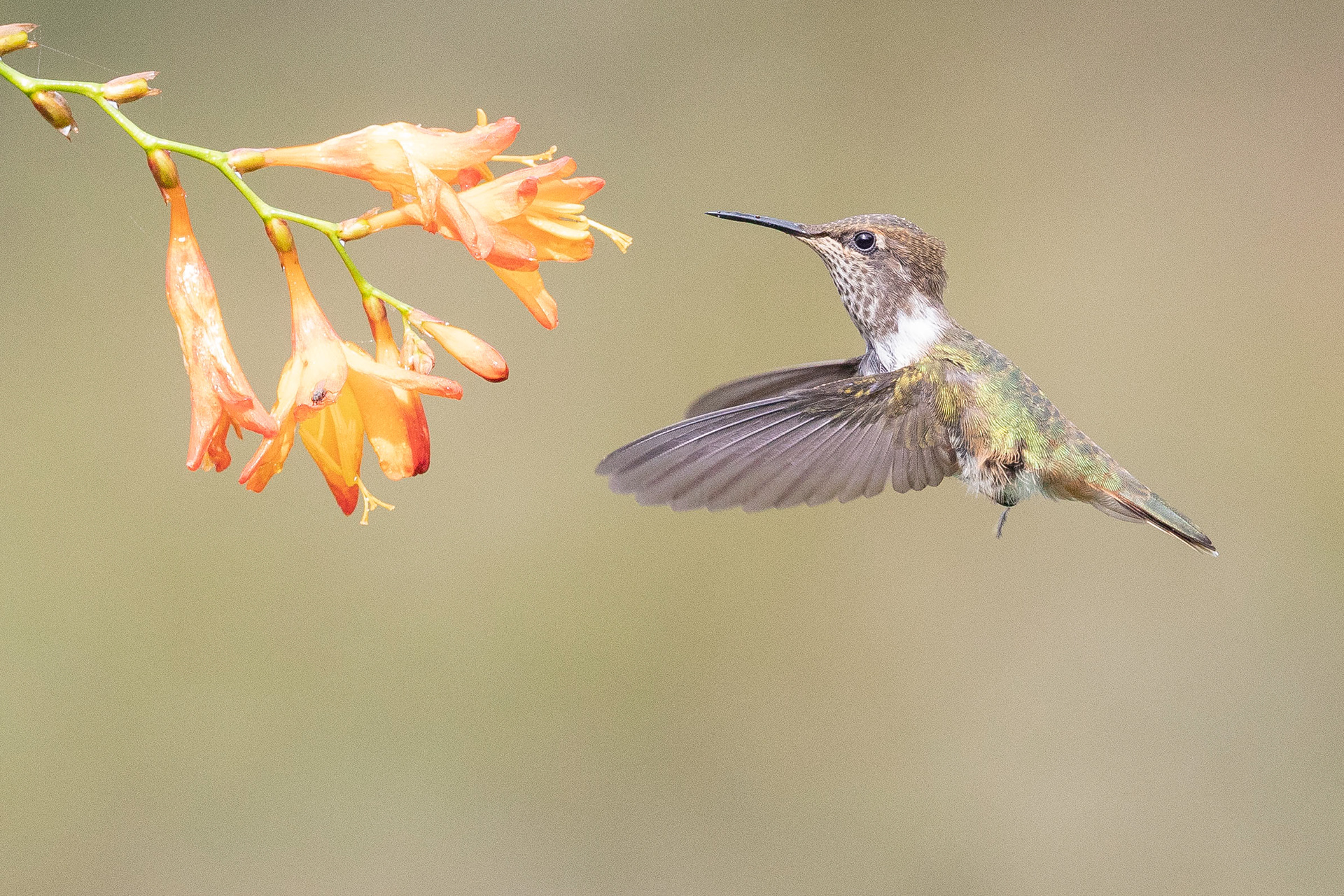 Scintillant hummingbird
