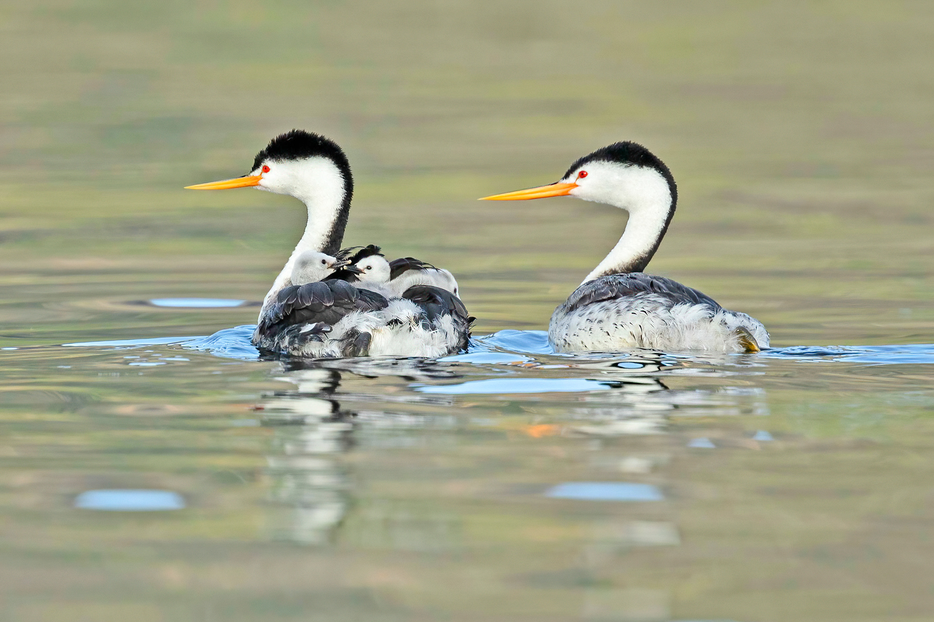 Clark's grebe family