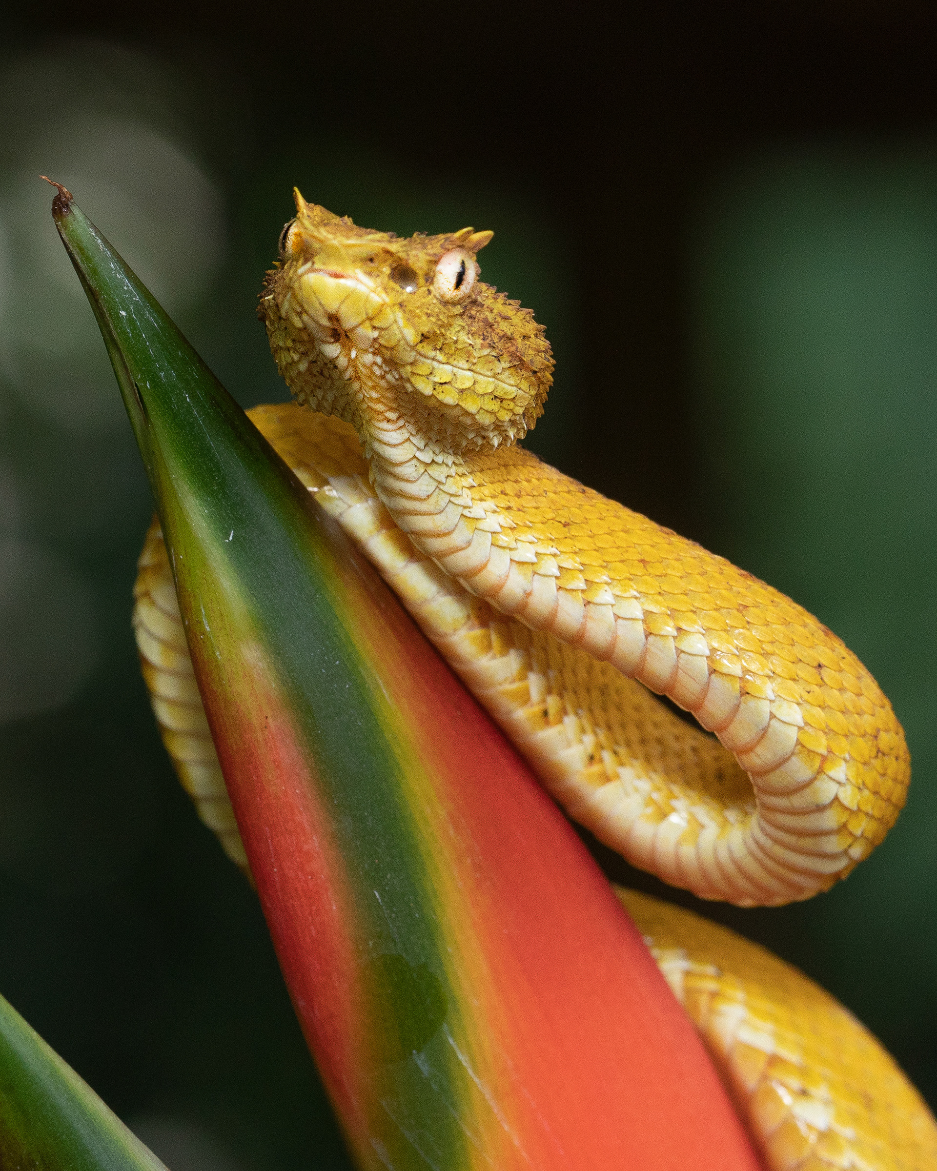 eyelash viper