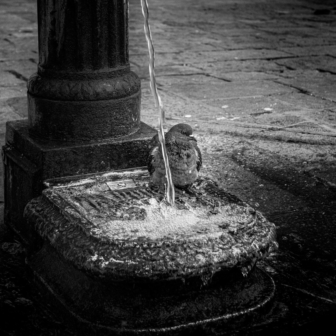 Campo San Polo, 2014