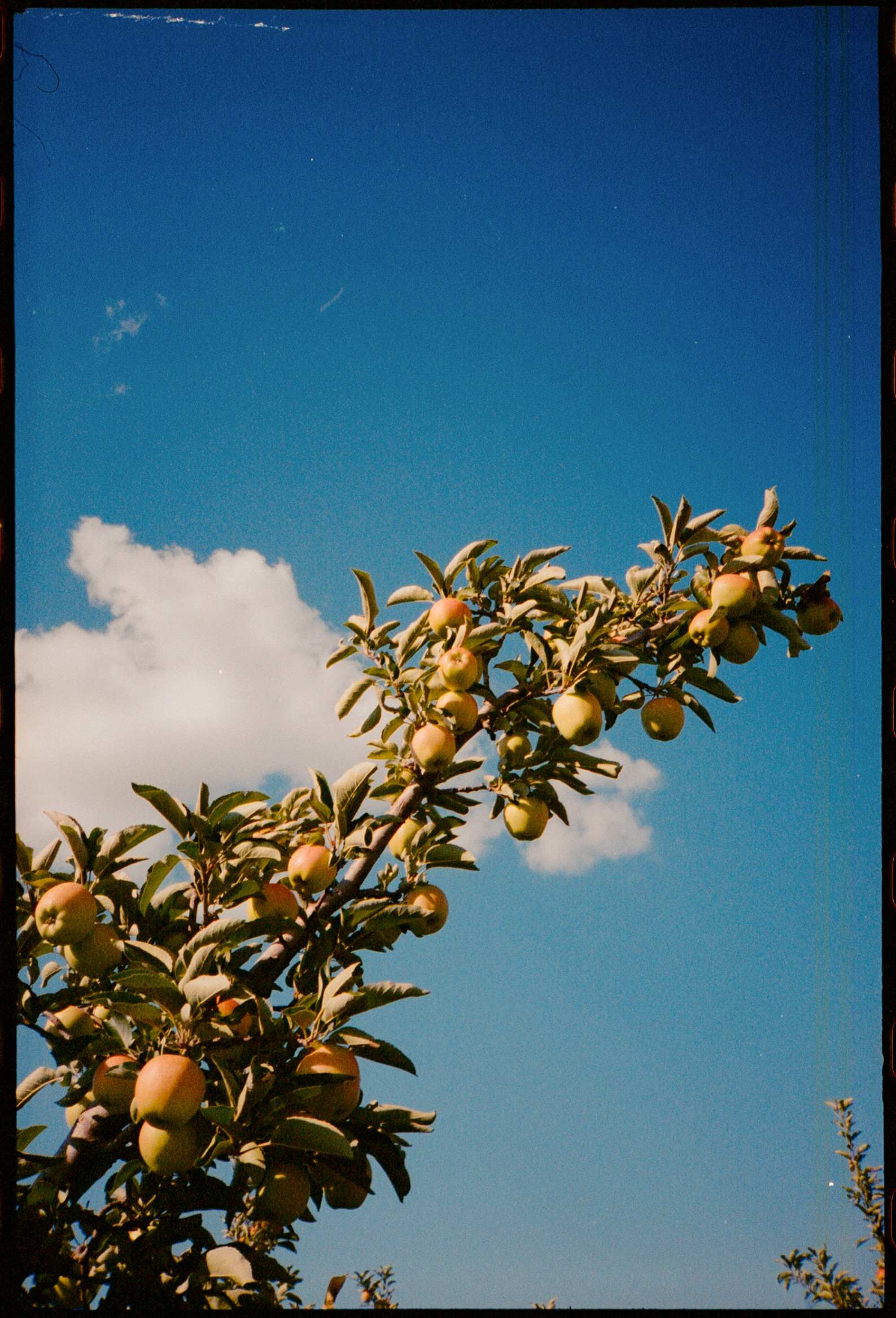 Sydney & James (35mm)