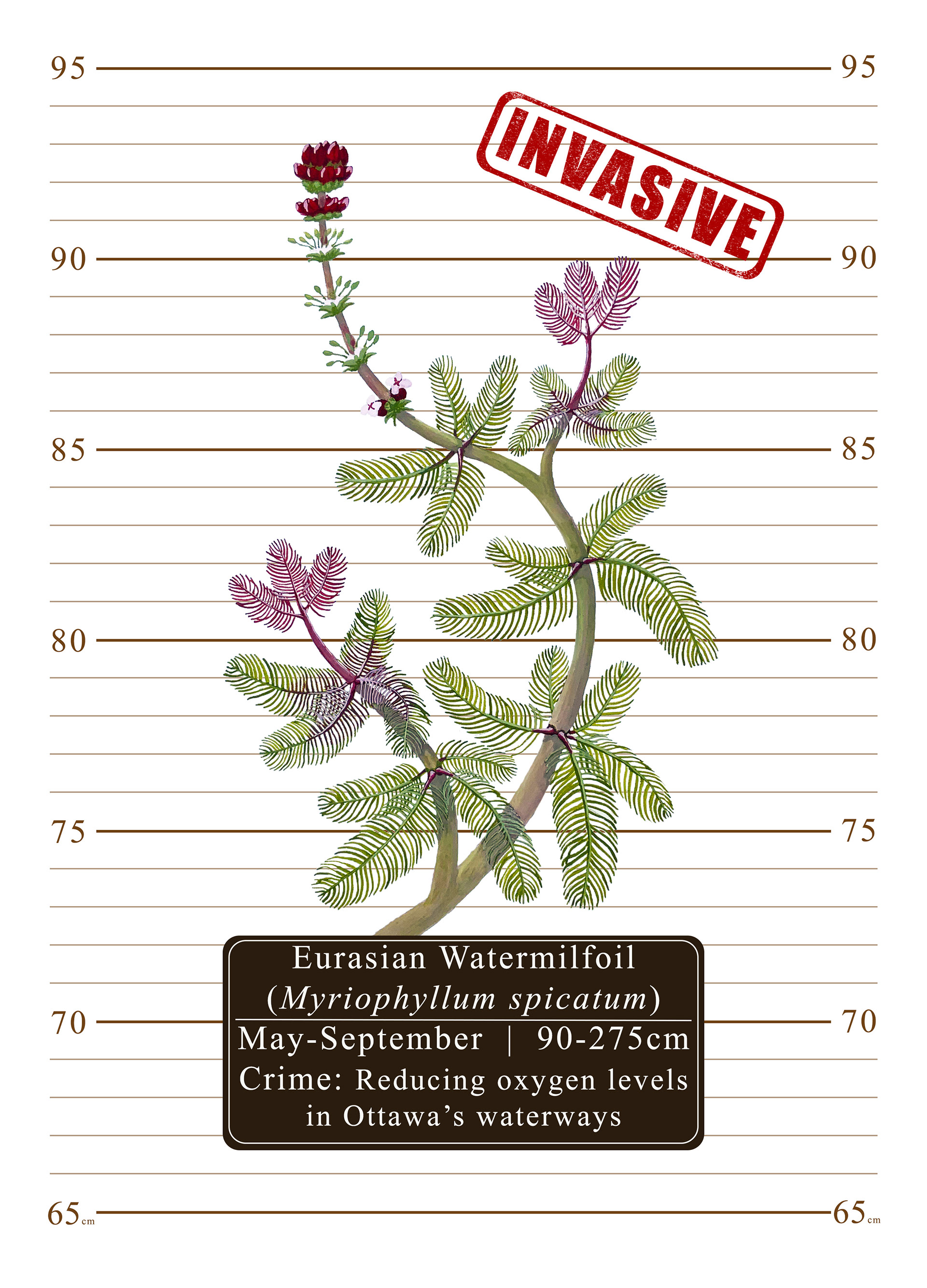 Ottawa's Most (Un)Wanted: Eurasian Watermilfoil (Myriophyllum spicatum), 2024, gouache paint on arches hot press paper with digital background