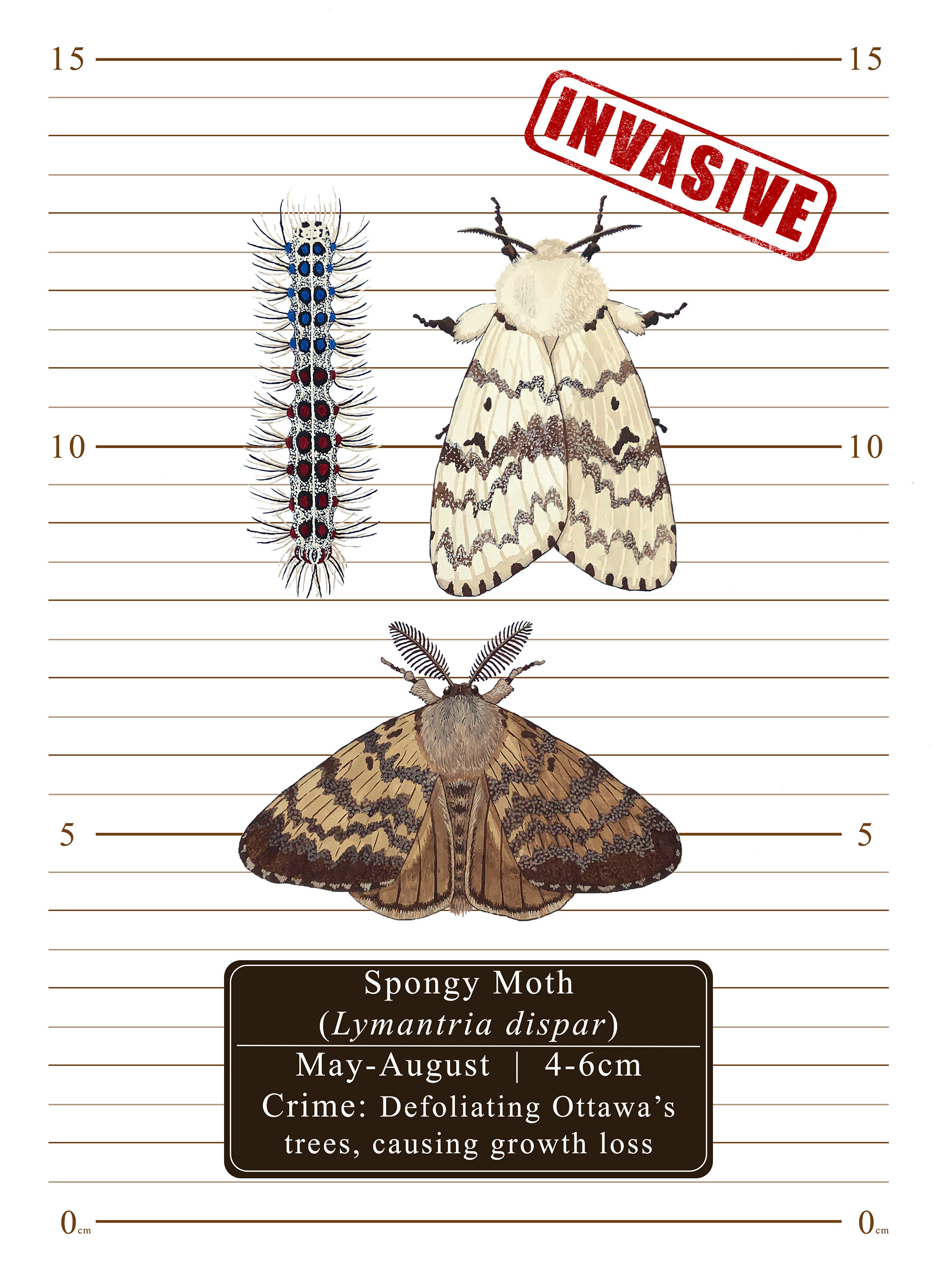 Ottawa's Most (Un)Wanted: Spongy Moth (Lymantria dispar), 2024, gouache paint on arches hot press paper with digital background
