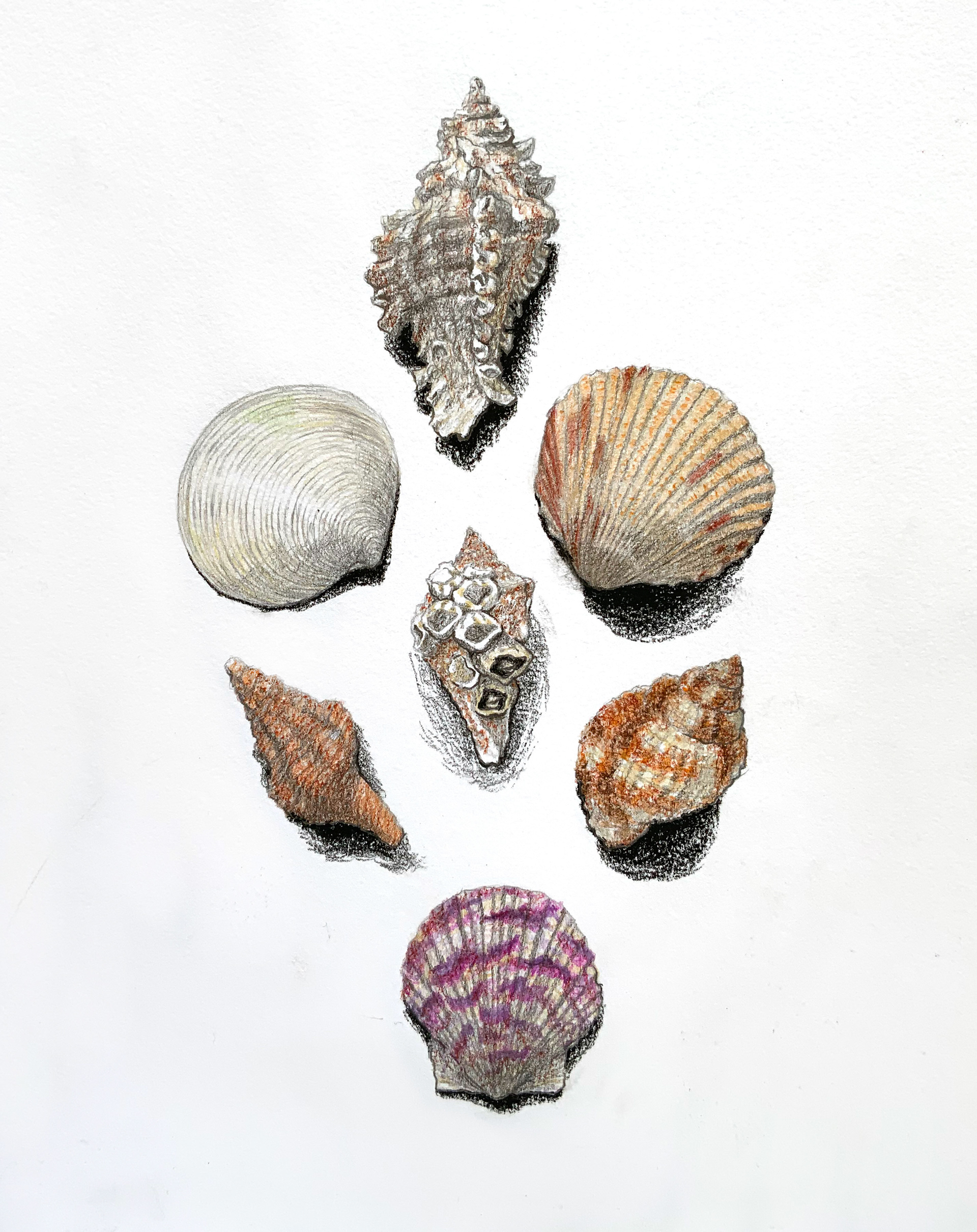 Sea Shell Still Life, 2023, pencil crayon and conte on mix media paper