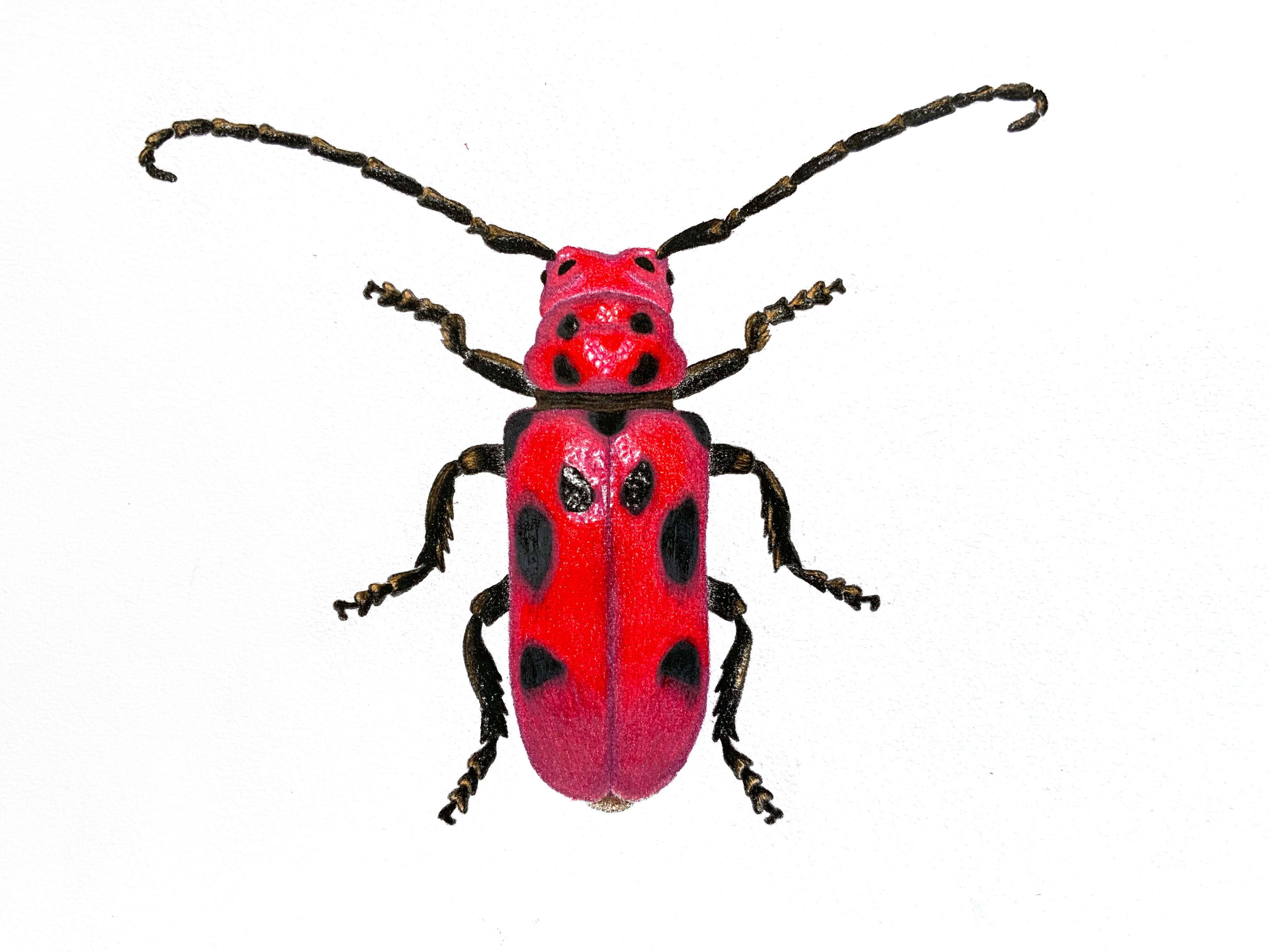 Red Milkweed Beetle (Tetraopes tetrophthalmus), 2023, pencil crayon on mixed media paper