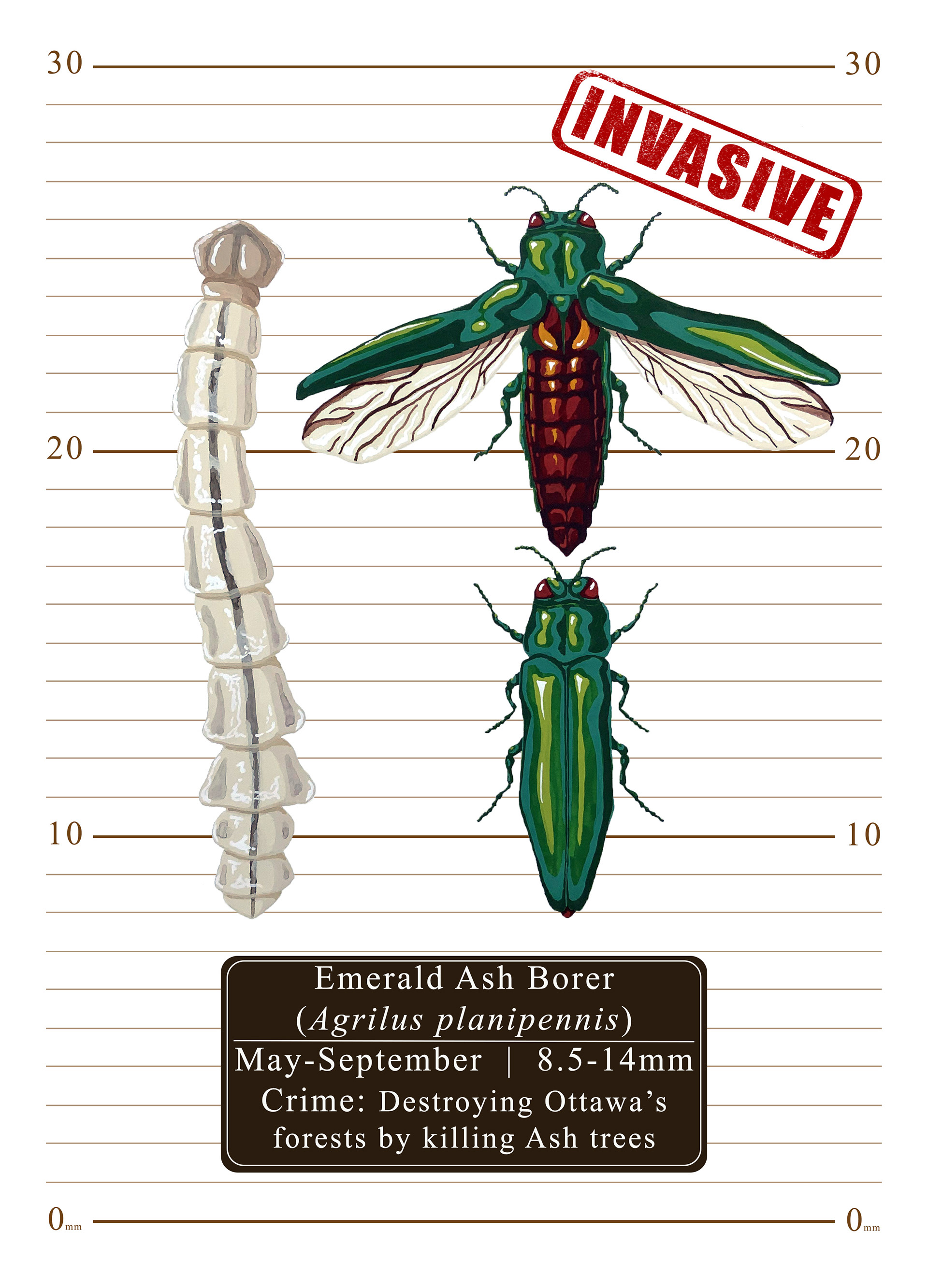 Ottawa's Most (Un)Wanted: Emerald Ash Borer (Agrilus planipennis), 2024, gouache paint on arches hot press paper with digital background