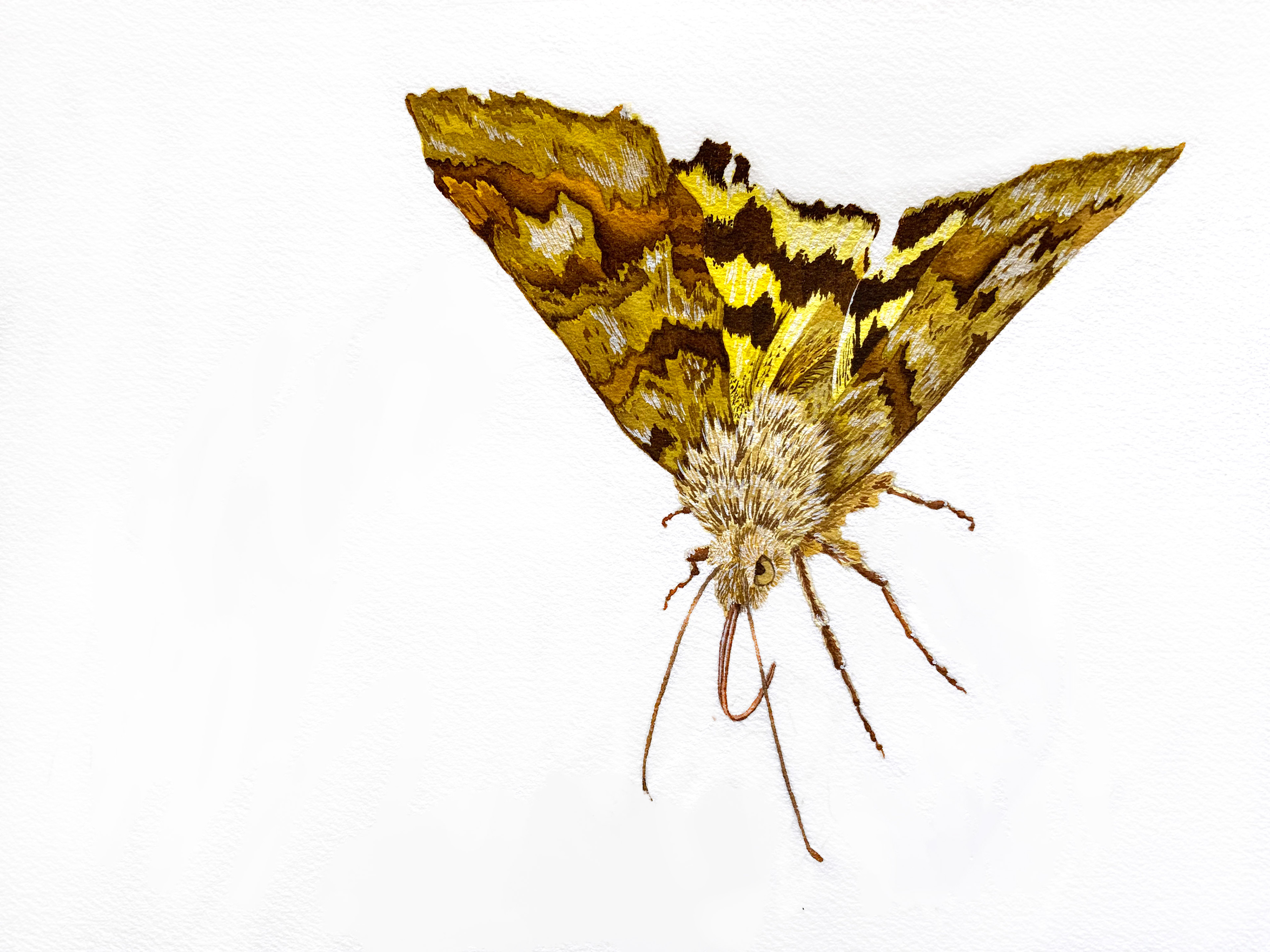 Underwing Moth (Catocala), 2023, watercolour and gouache on watercolour paper