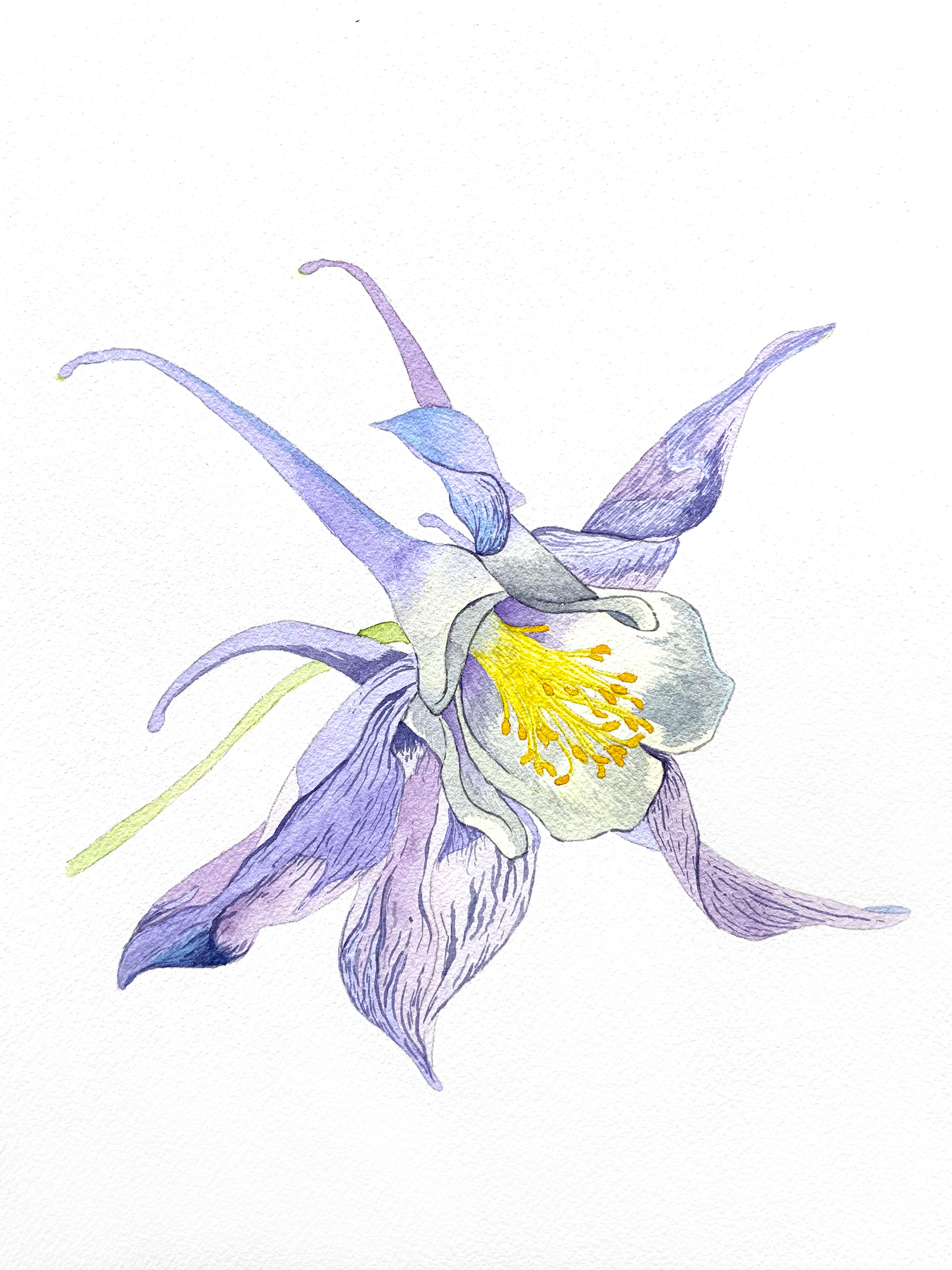 Rocky Mountain Columbine (Aquilegia coerulea), 2022, watercolour on watercolour paper