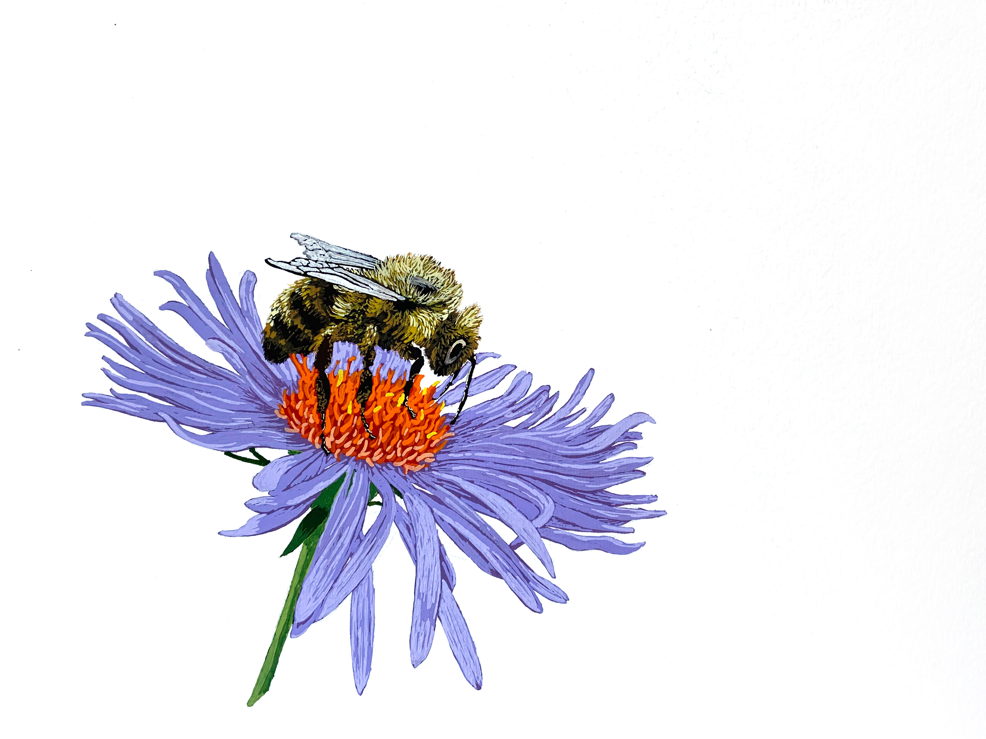 Bee on Aster, 2023, gouache on water colour paper