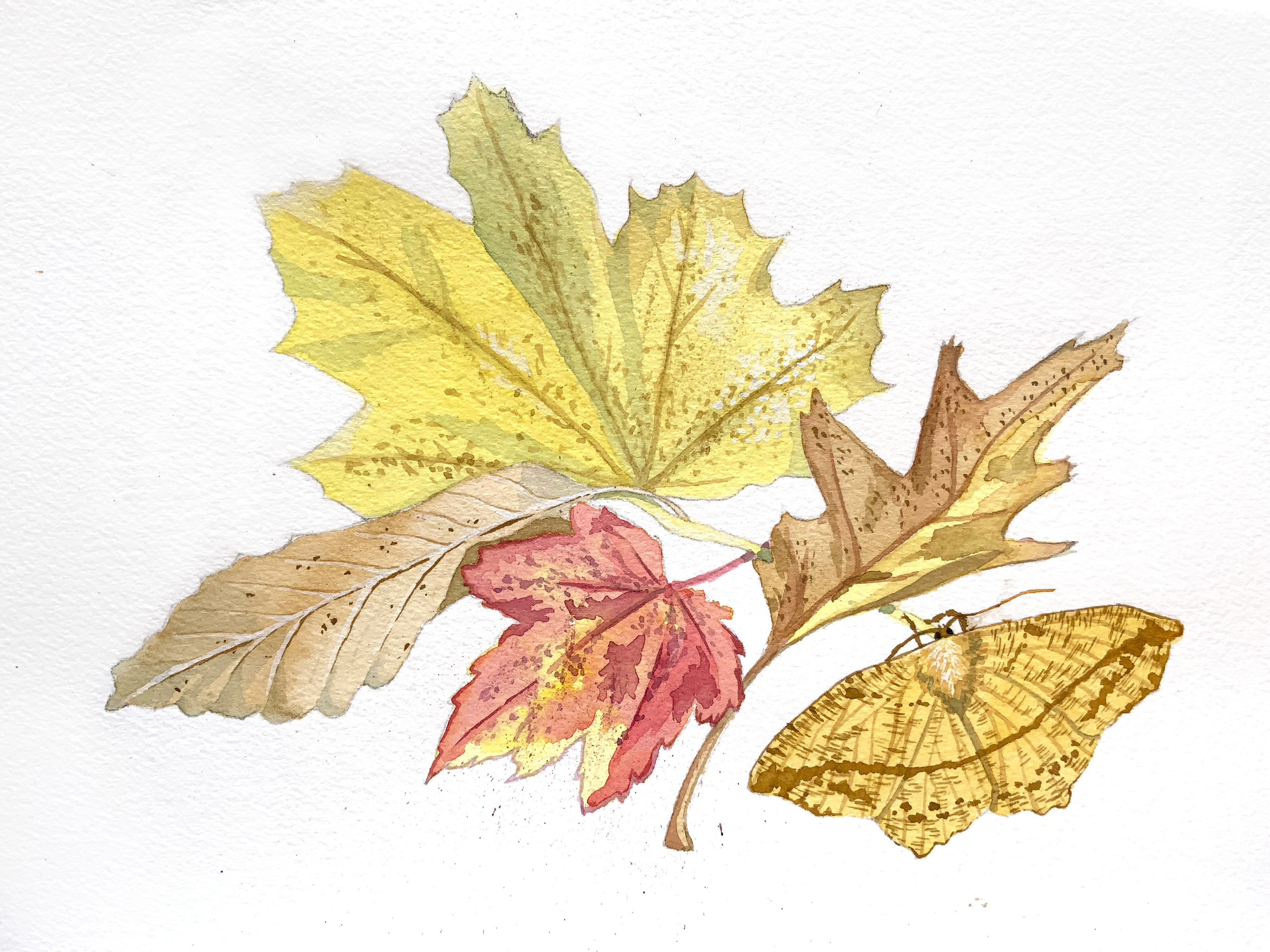 Hidden Large Maple Spanworm Moth (Prochoerodes lineola), 2023, watercolour on watercolour paper