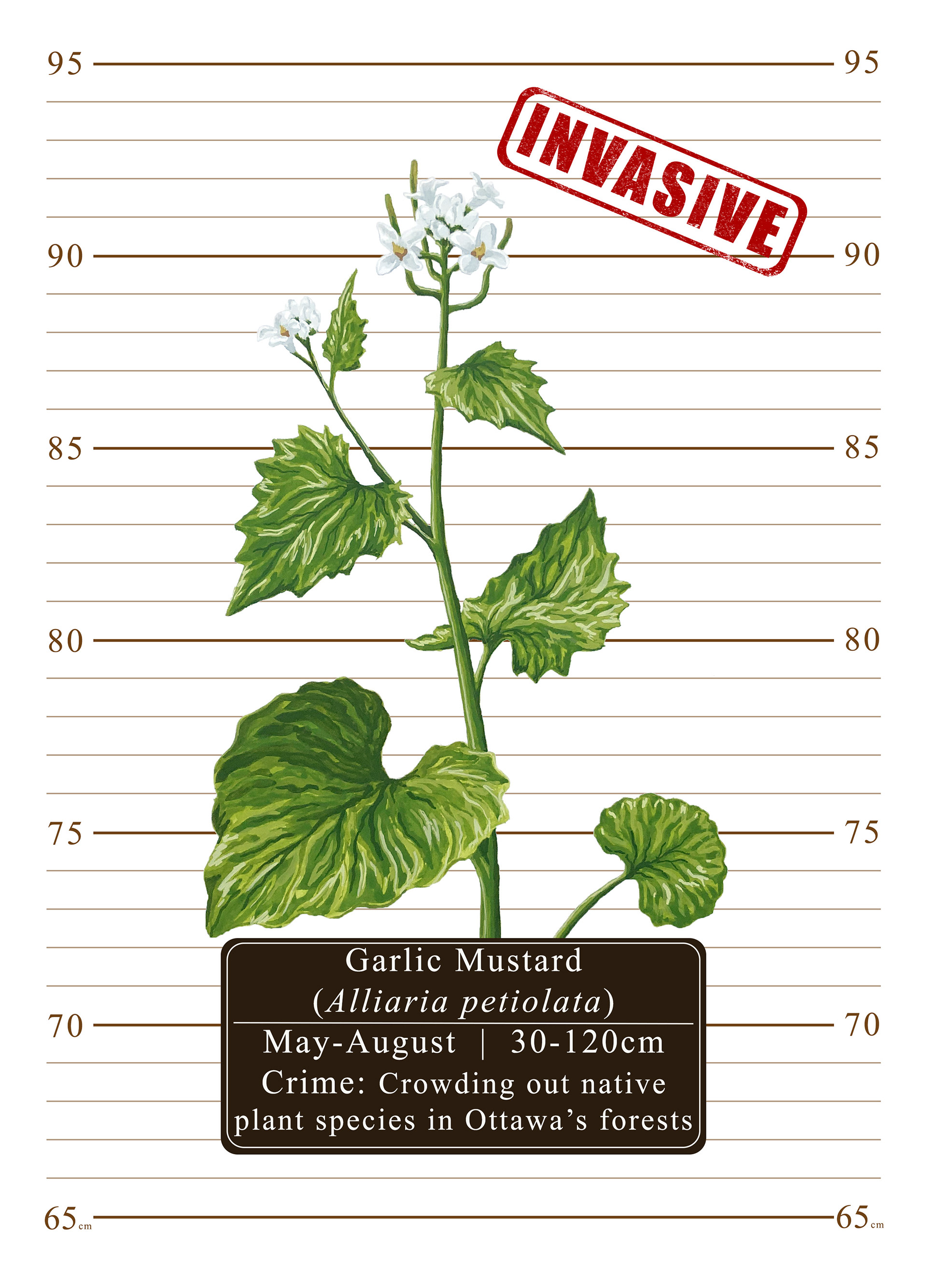 Ottawa's Most (Un)Wanted: Garlic Mustard (Alliaria petiolata), 2024, gouache paint on arches hot press paper with digital background