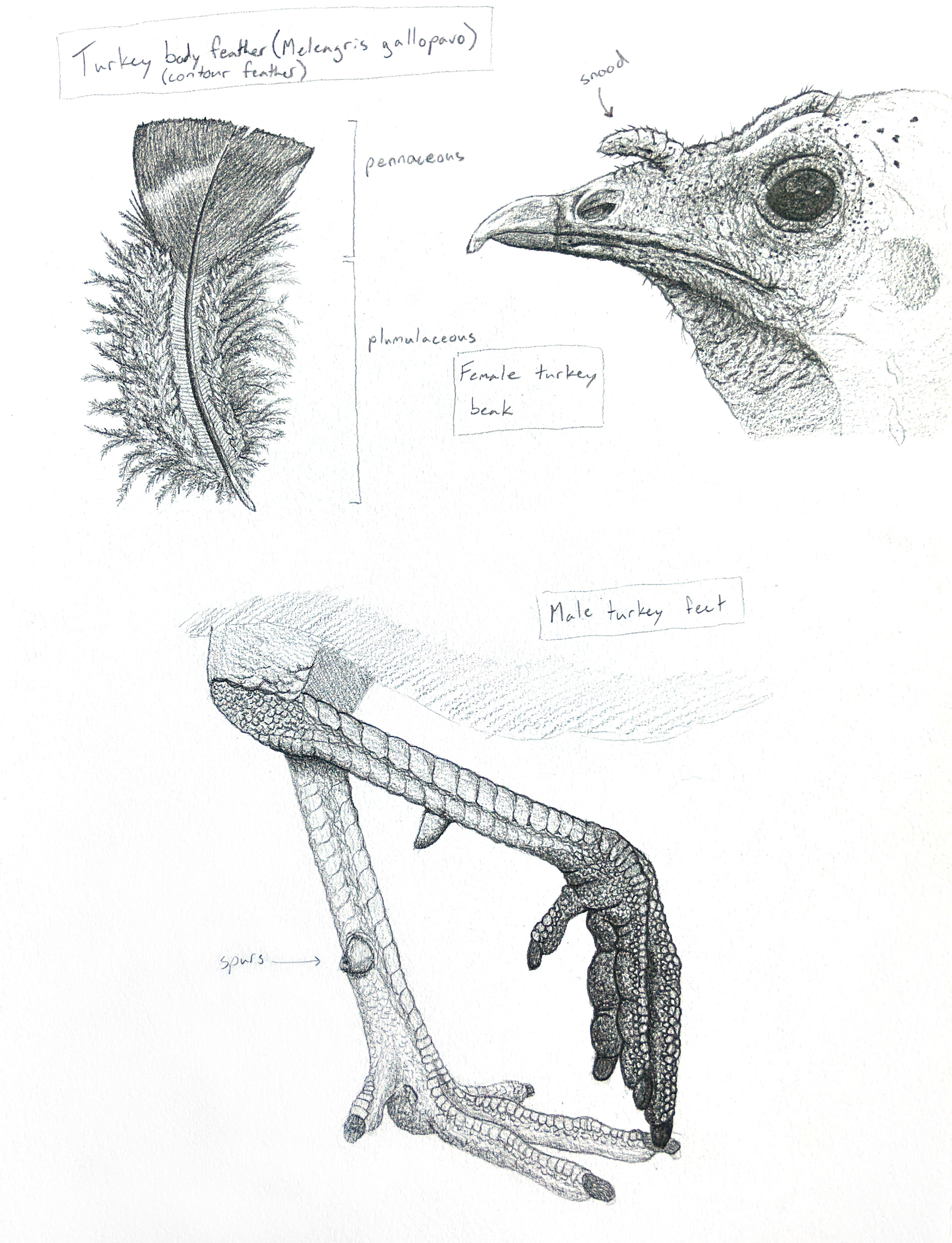 Turkey Study (Meleagris gallopavo silvestris), 2022, graphite pencils on mixed media paper