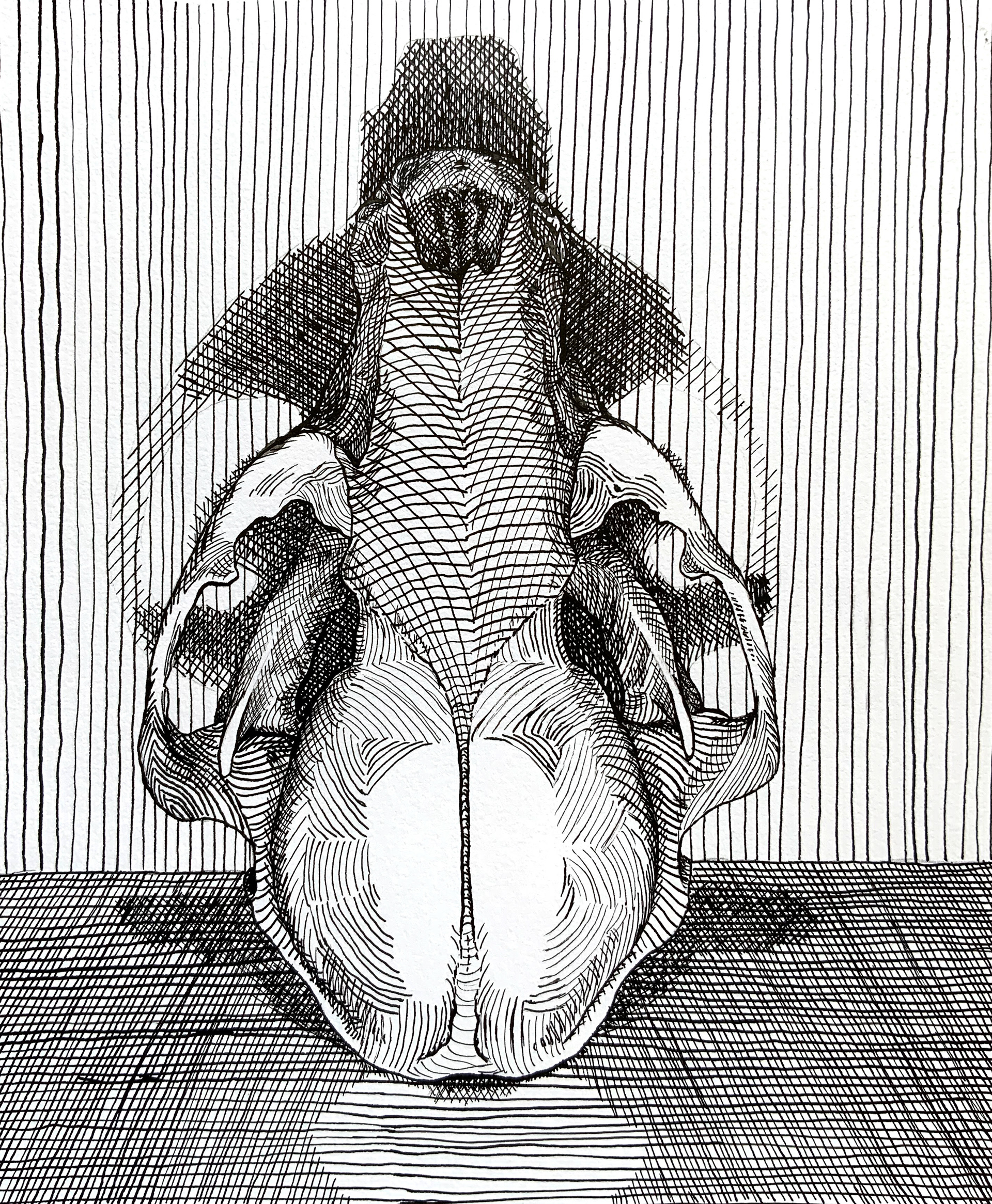 Raccoon Skull (Procyon lotor), 2023, micron pen on mix media paper