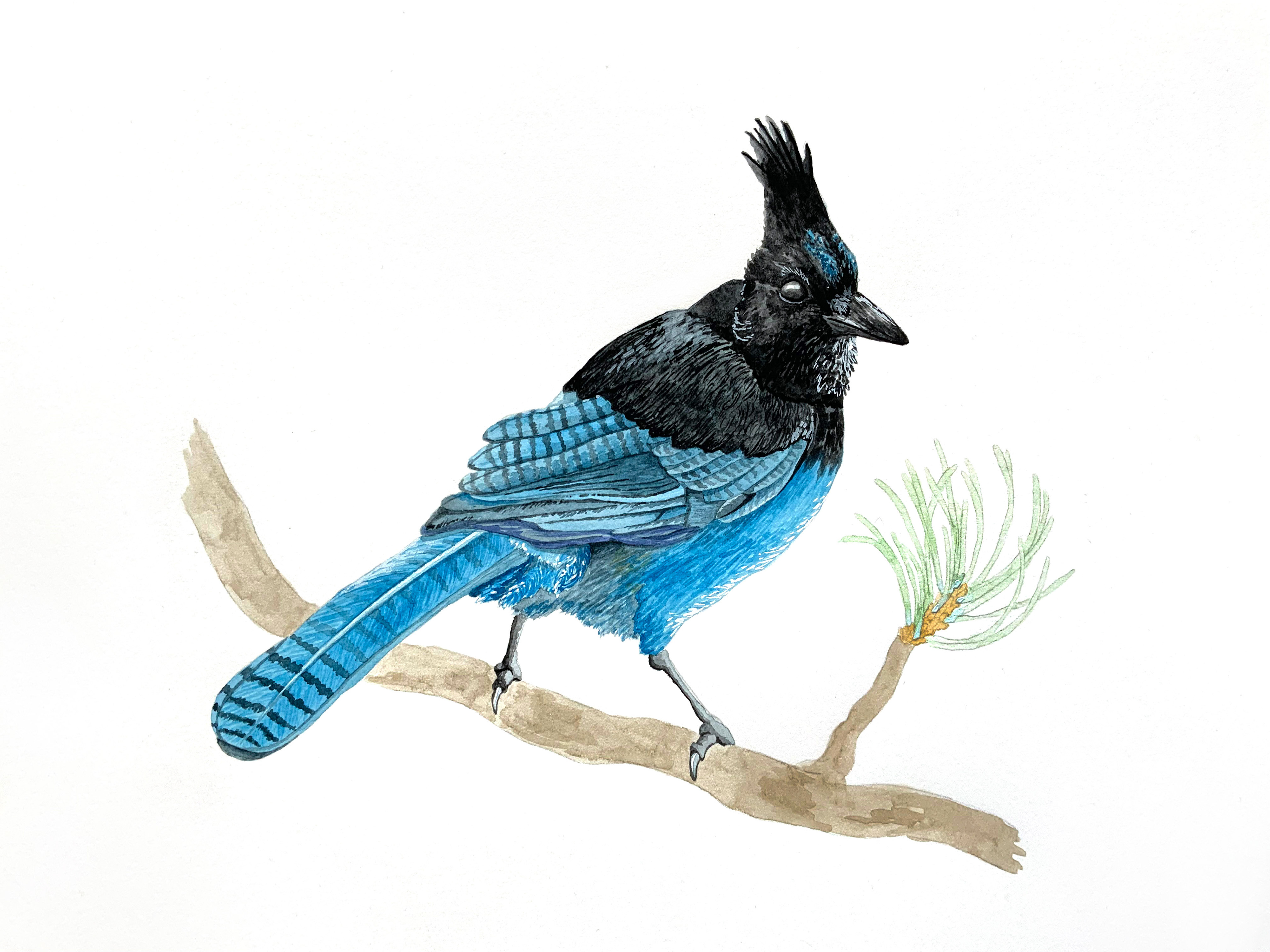 Stellar's Jay (Cyanocitta stelleri), 2022, watercolour and gouache on watercolour paper