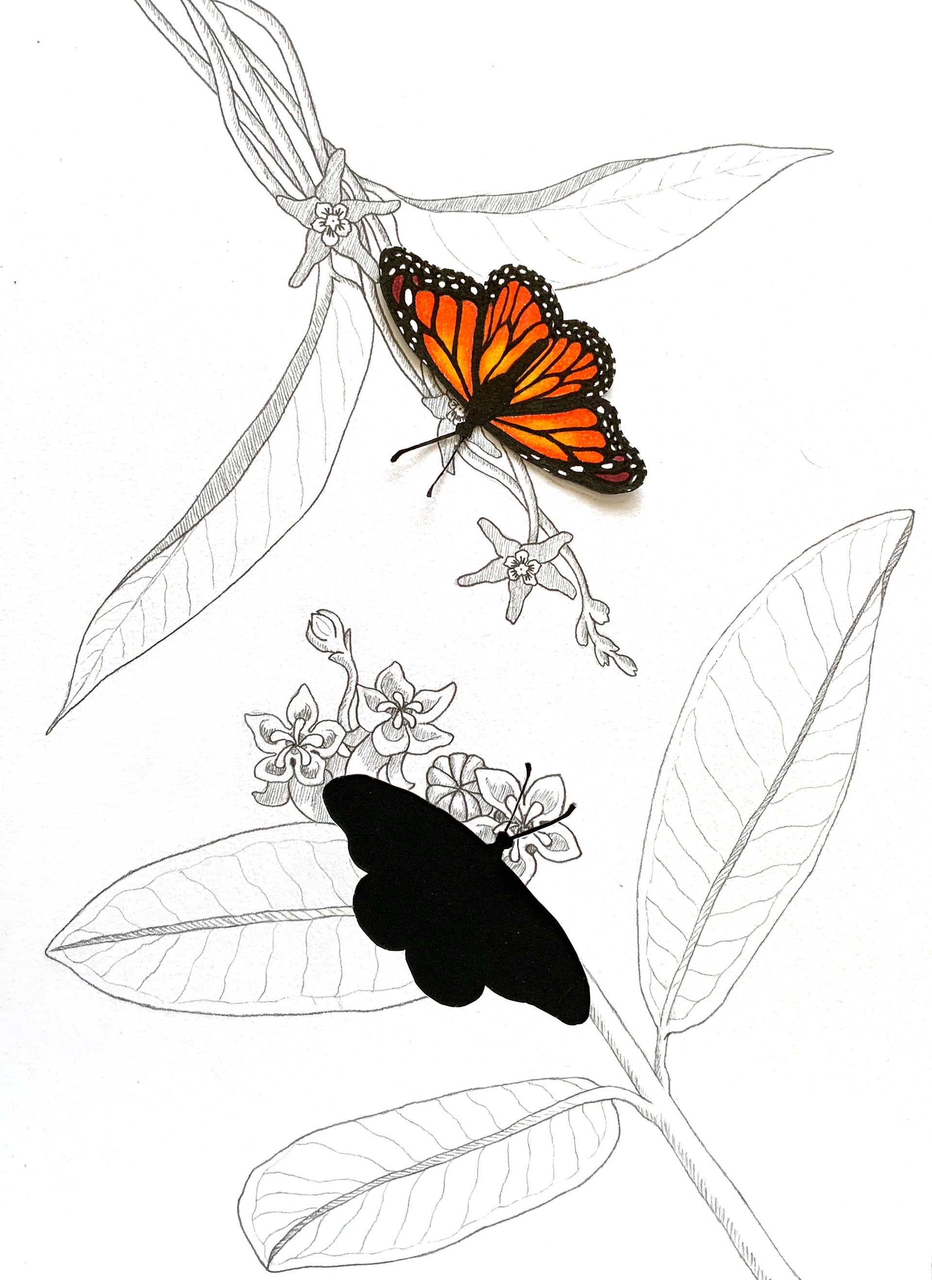 A Dire Mix-up (Monarch Butterfly on Dog-Strangling Vine instead of Milkweed), 2022, graphite and coloured pencils on mixed media paper