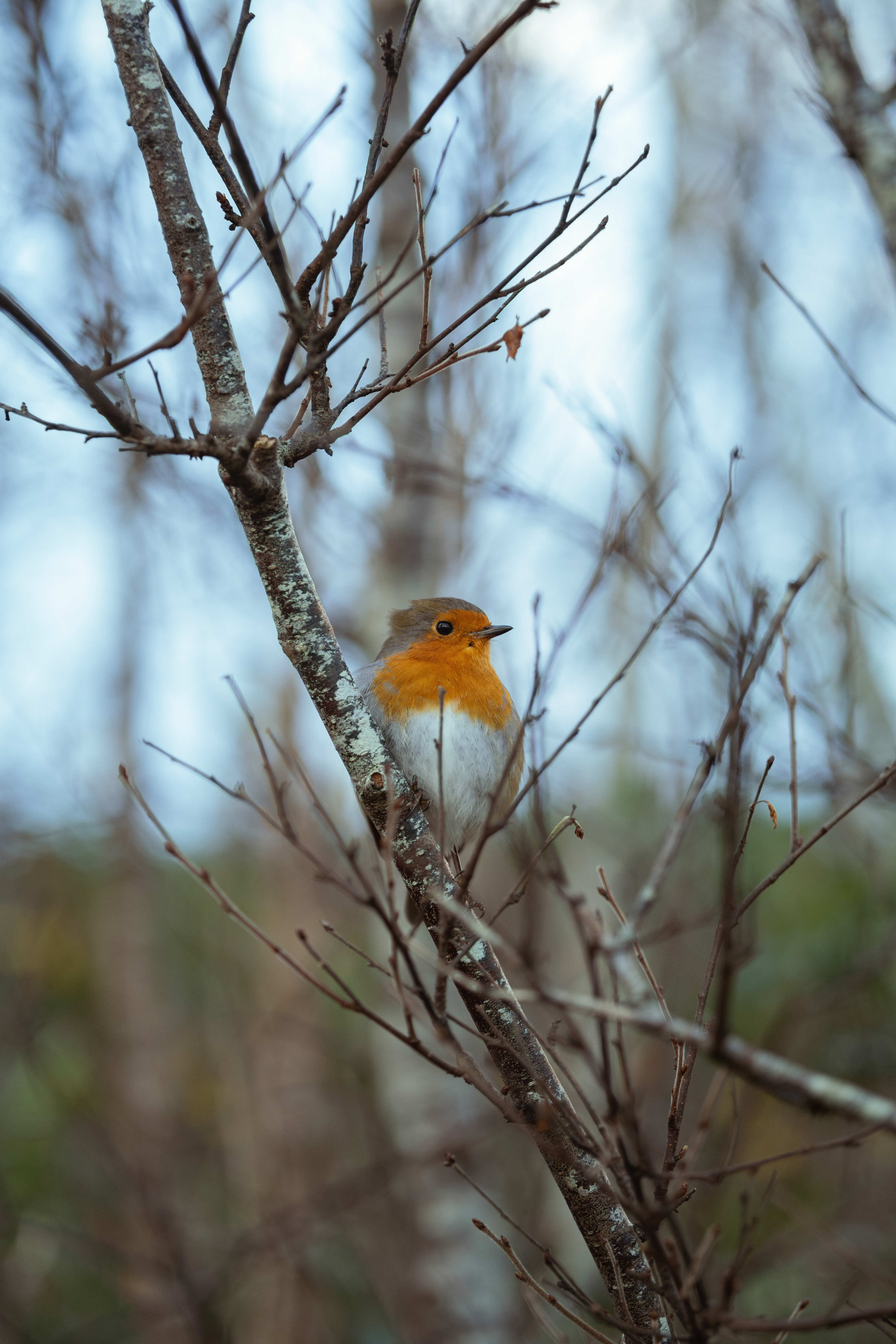 ROBIN
