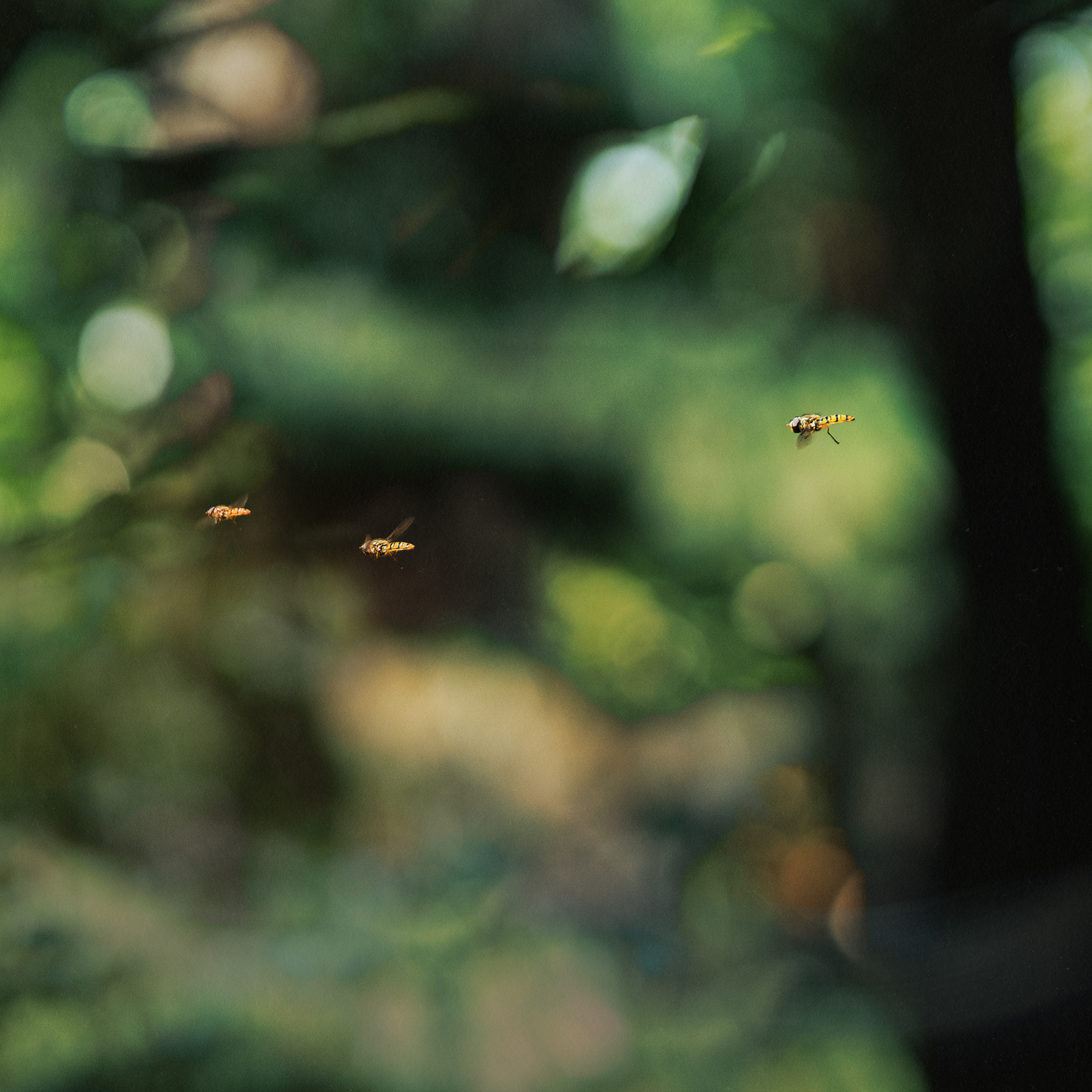 SWARM
