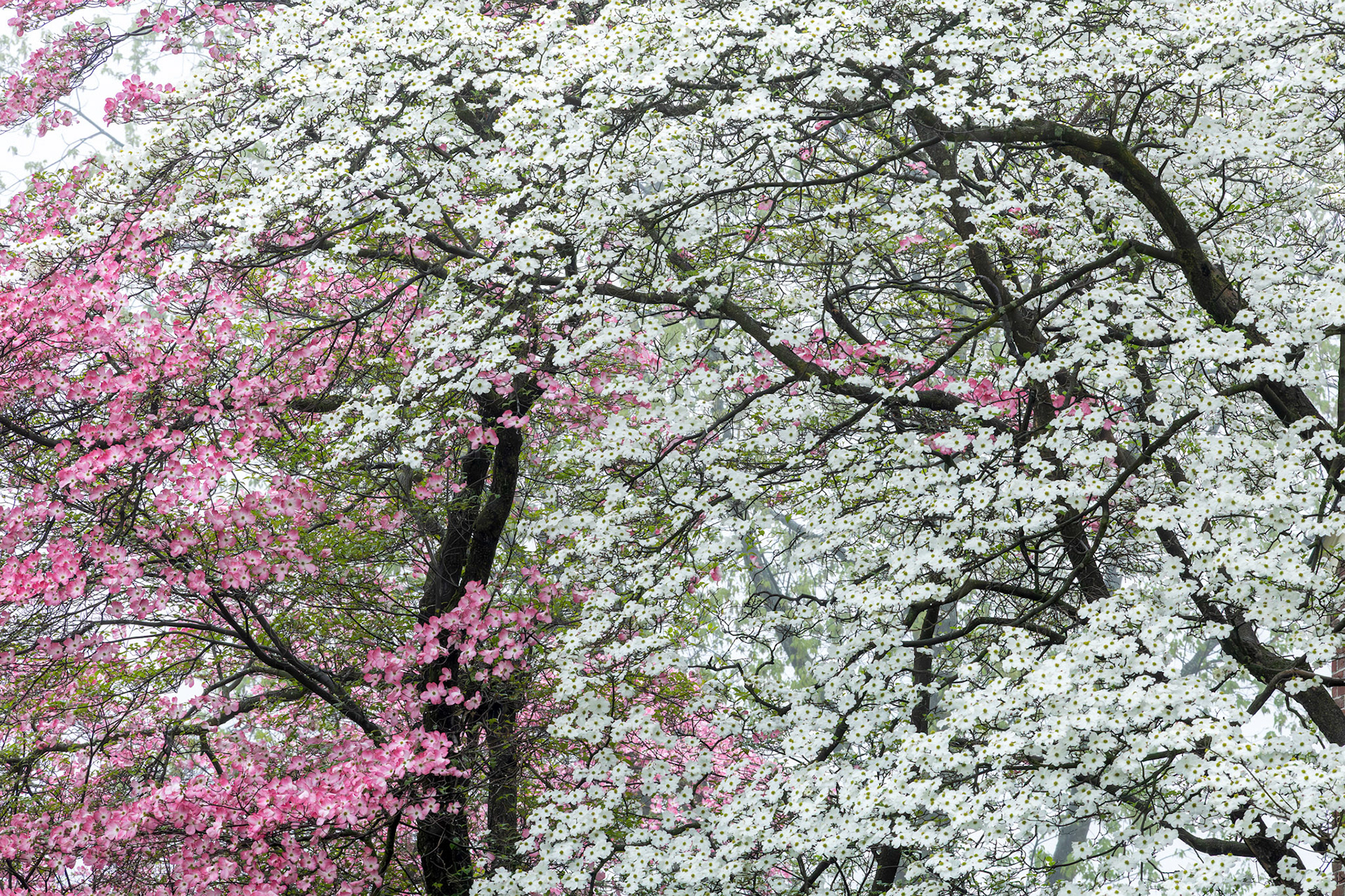 "Petal Party" (May 2025)